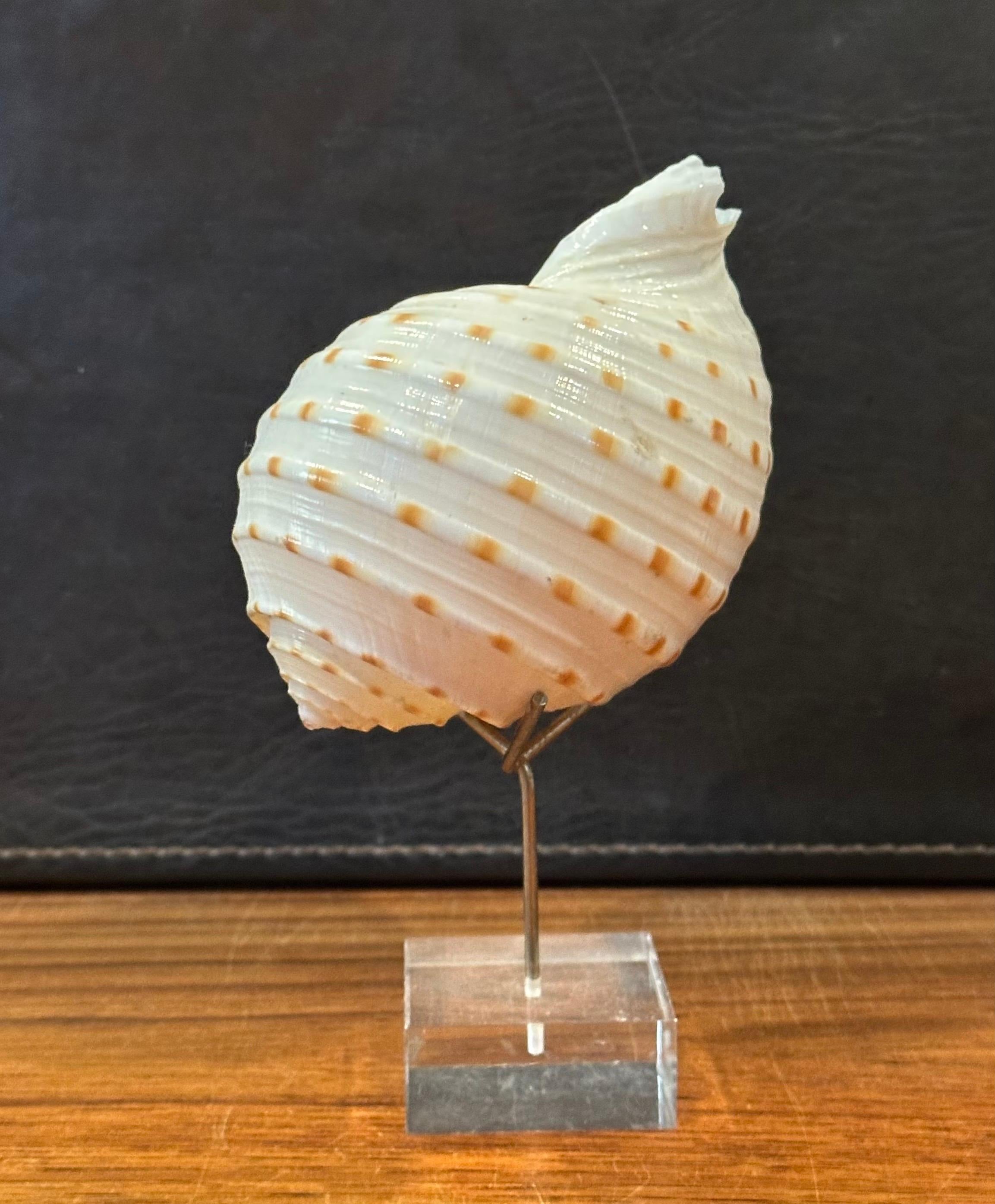Set of Three Organic Sculptural Sea Shells on Lucite Stands For Sale 2