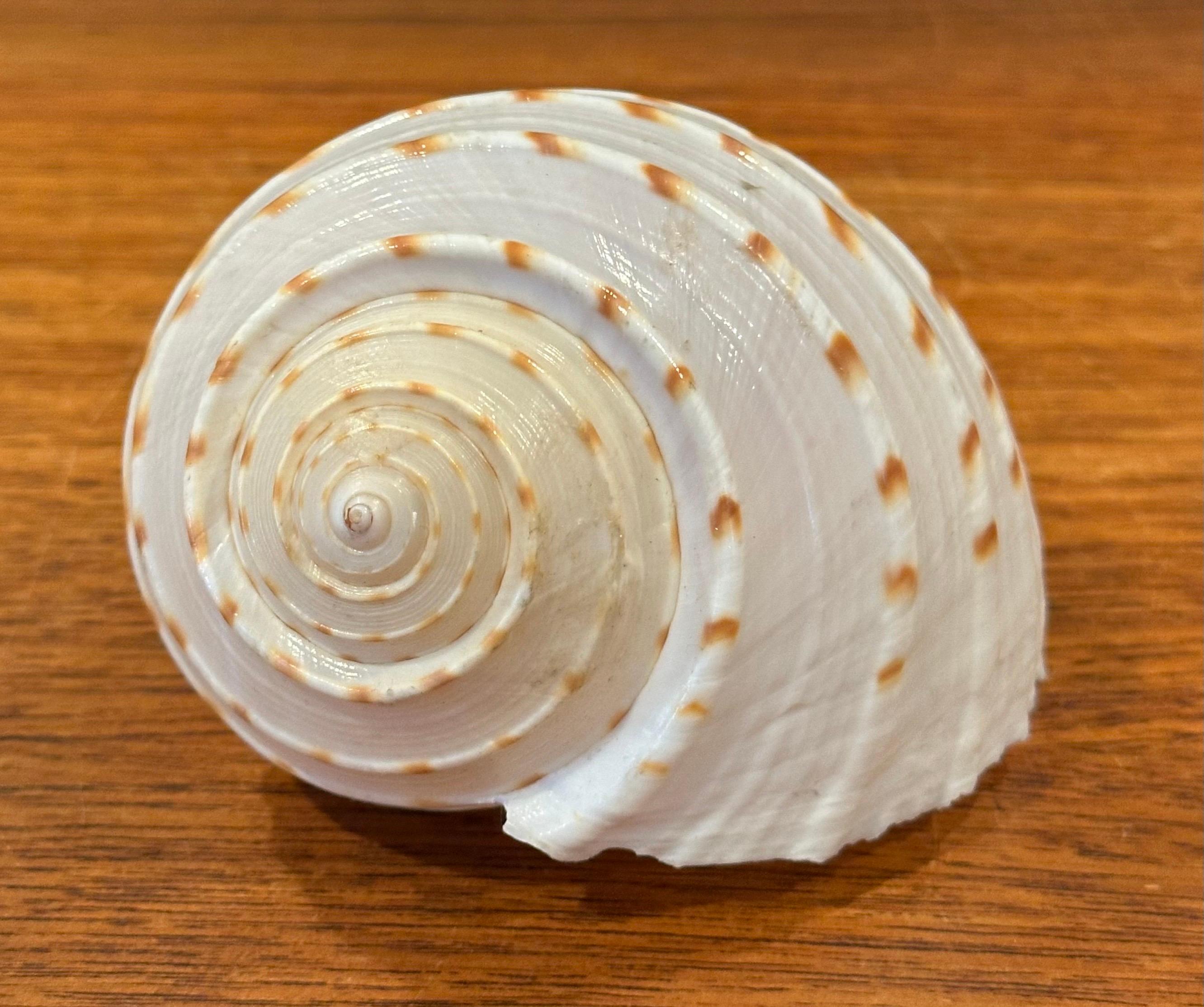 Set of Three Organic Sculptural Sea Shells on Lucite Stands For Sale 3