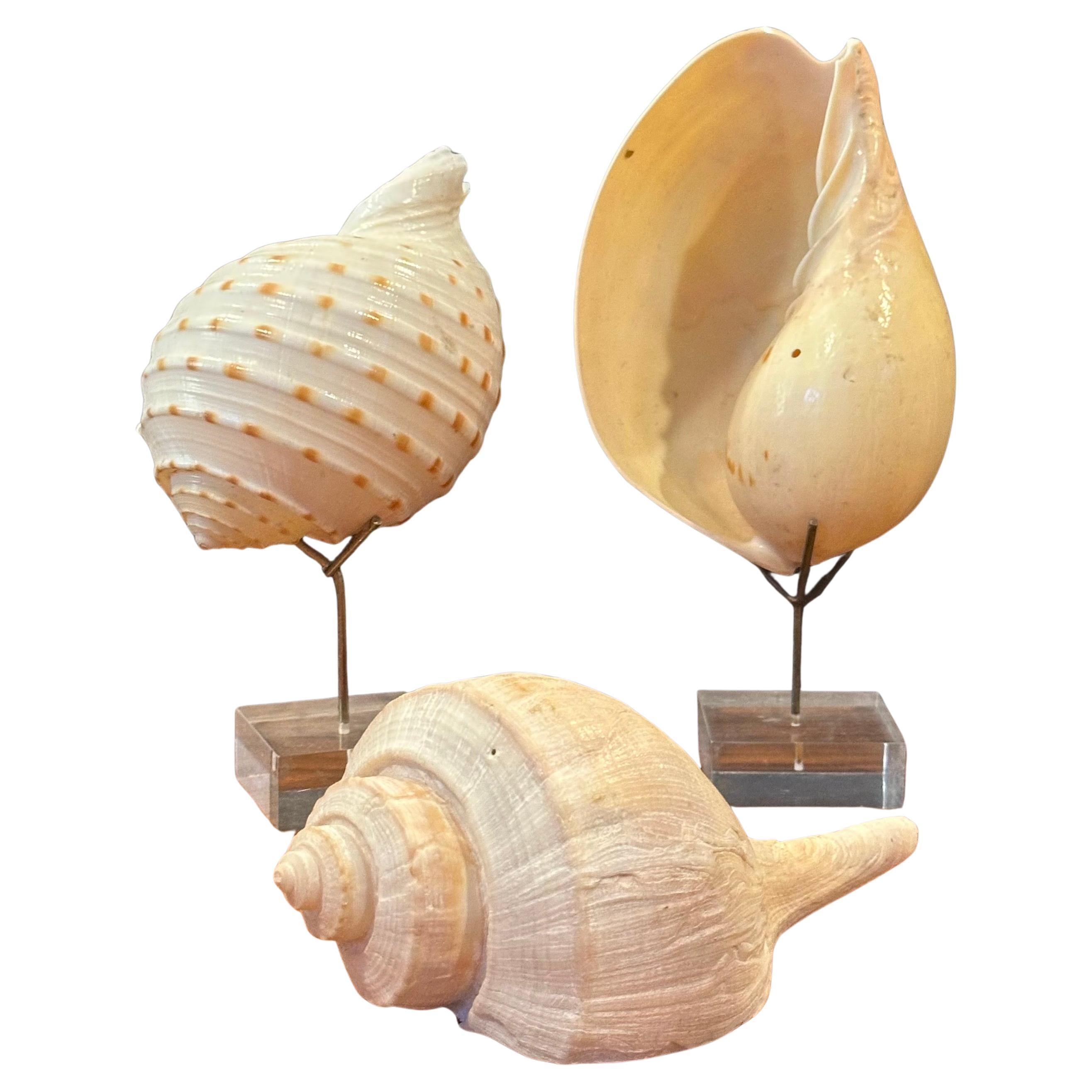 Set of Three Organic Sculptural Sea Shells on Lucite Stands For Sale
