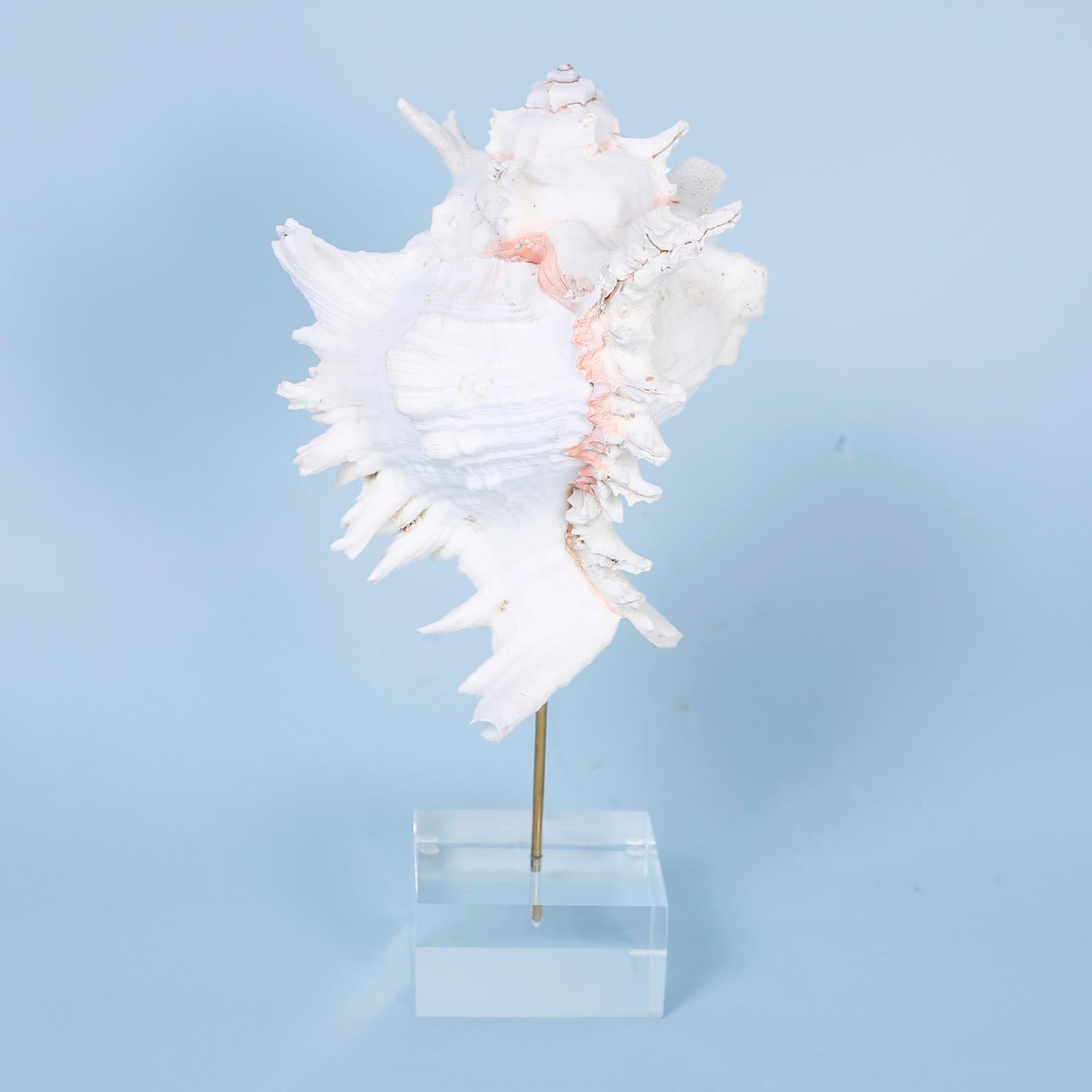 Tre esemplari di murex del Pacifico, con la loro forma distintiva e i loro colori e texture ispirati al mare, presentati su un'asta di ottone in basi di lucite che ne esaltano la forma scultorea. 