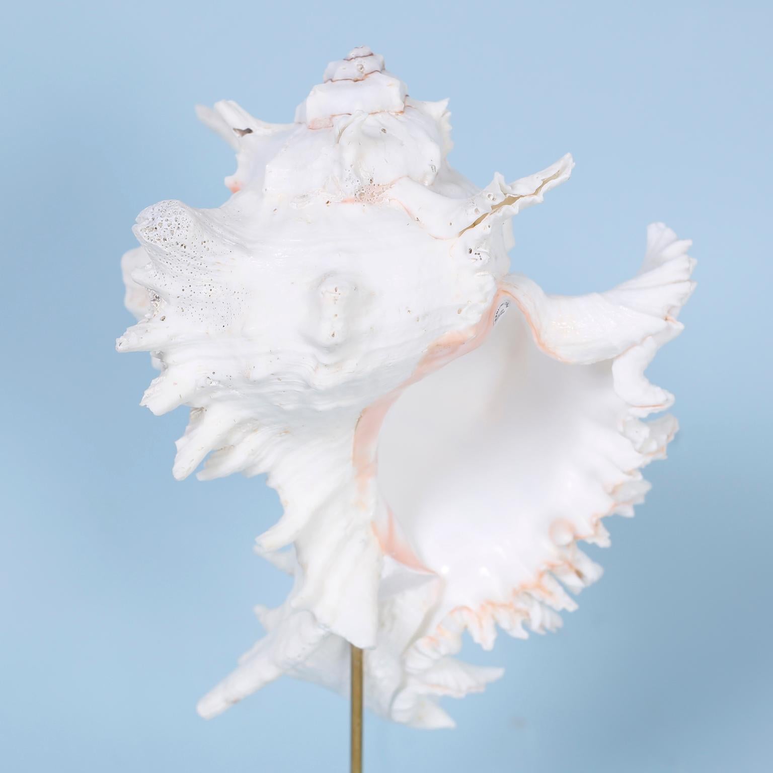 Organico moderno Set di tre esemplari di conchiglie organiche su lucite di FS Henemader in vendita