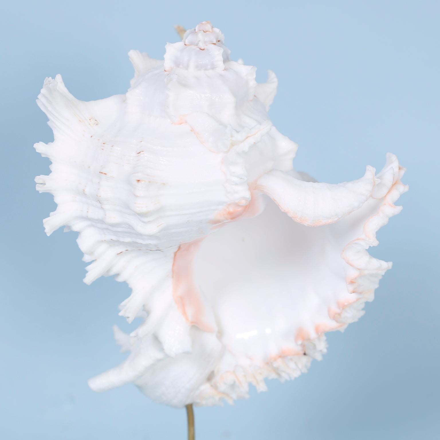 XX secolo Set di tre esemplari di conchiglie organiche su lucite di FS Henemader in vendita