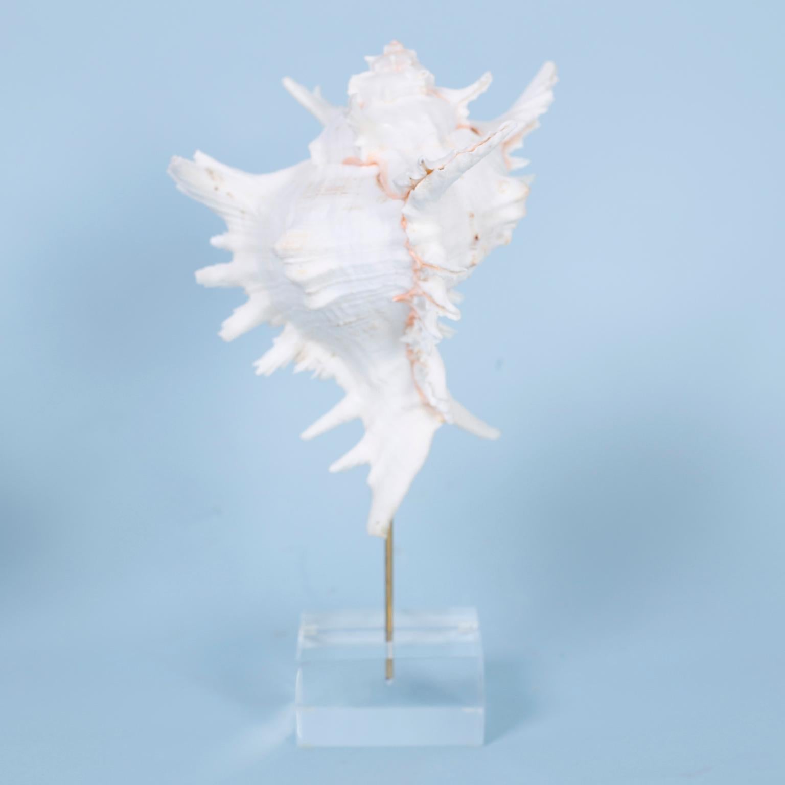 Conchiglia Set di tre esemplari di conchiglie organiche su lucite di FS Henemader in vendita