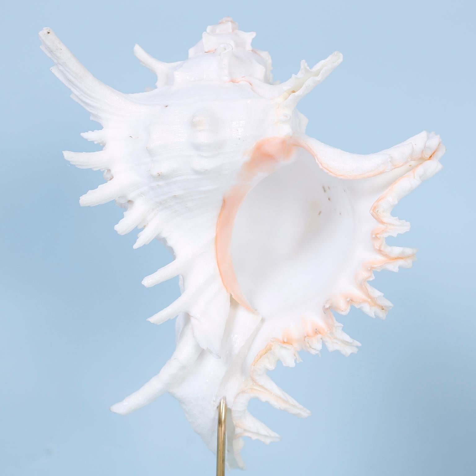 Set di tre esemplari di conchiglie organiche su lucite di FS Henemader in vendita 1
