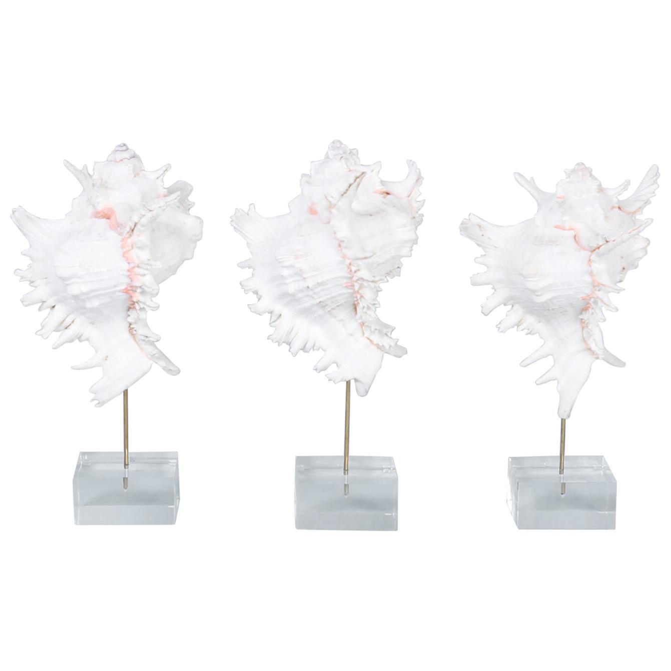 Set di tre esemplari di conchiglie organiche su lucite di FS Henemader