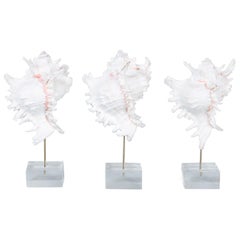 Set di tre esemplari di conchiglie organiche su lucite di FS Henemader
