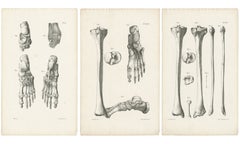 Set of Three Original French Anatomical Foot and Lower Limb Lithographs, 1821