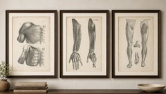 Set of Three Original French Anatomical Lithographs by Jules Cloquet, Paris 1821