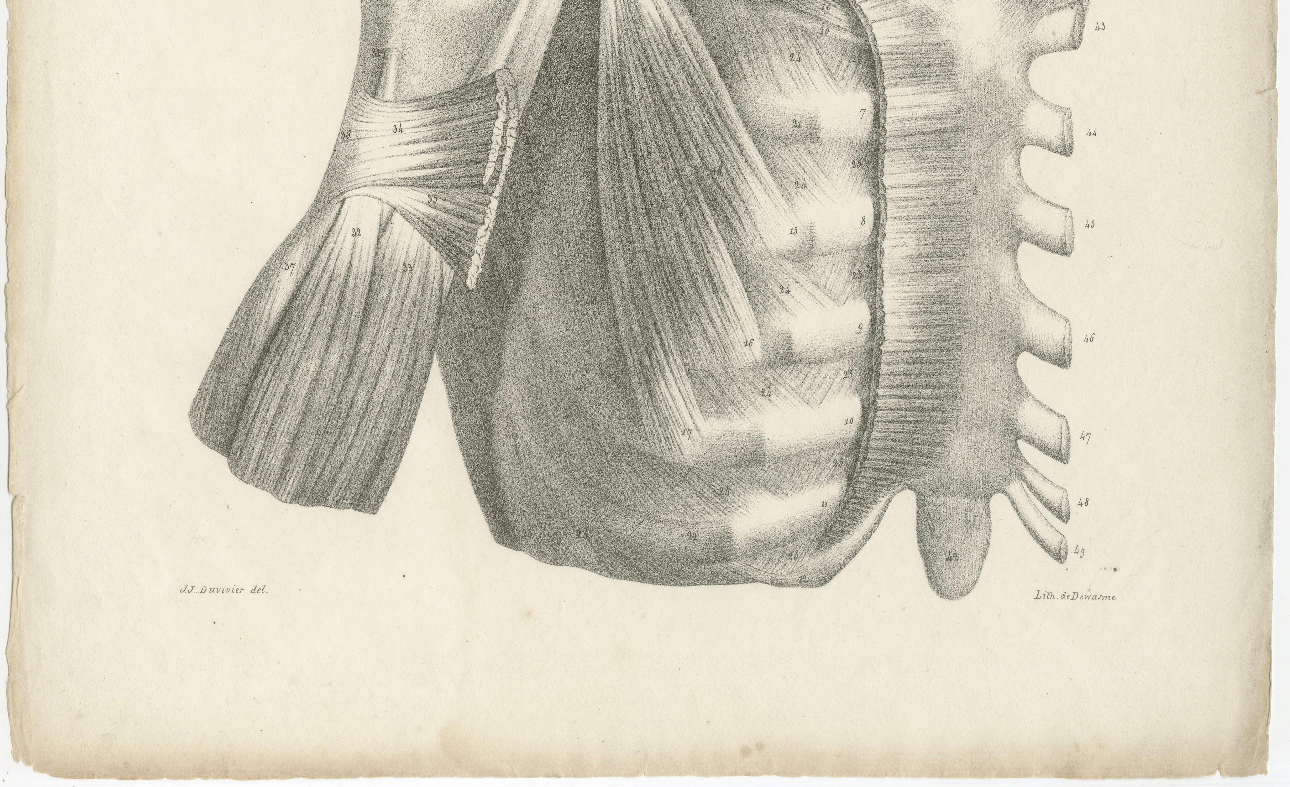 Set of Three Original French Anatomical Lithographs by Jules Cloquet, Paris 1821