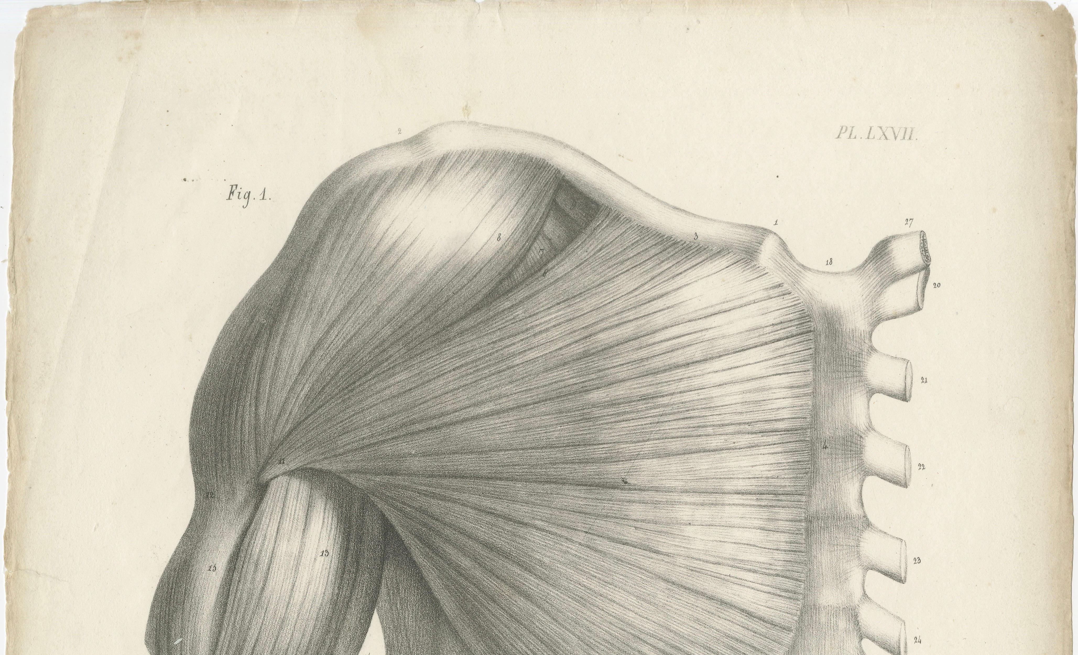 Set of Three Original French Anatomical Lithographs by Jules Cloquet, Paris 1821