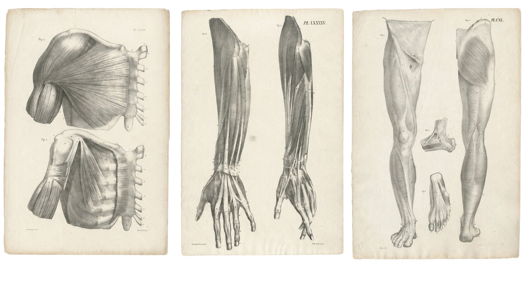 Set of Three Original French Anatomical Lithographs by Jules Cloquet, Paris 1821