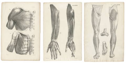 Set of Three Original French Anatomical Lithographs by Jules Cloquet, Paris 1821