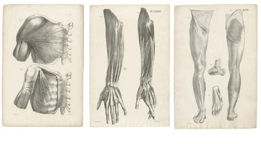 Set of Three Original French Anatomical Lithographs by Jules Cloquet, Paris 1821