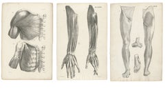 Set of Three Original French Anatomical Lithographs by Jules Cloquet, Paris 1821