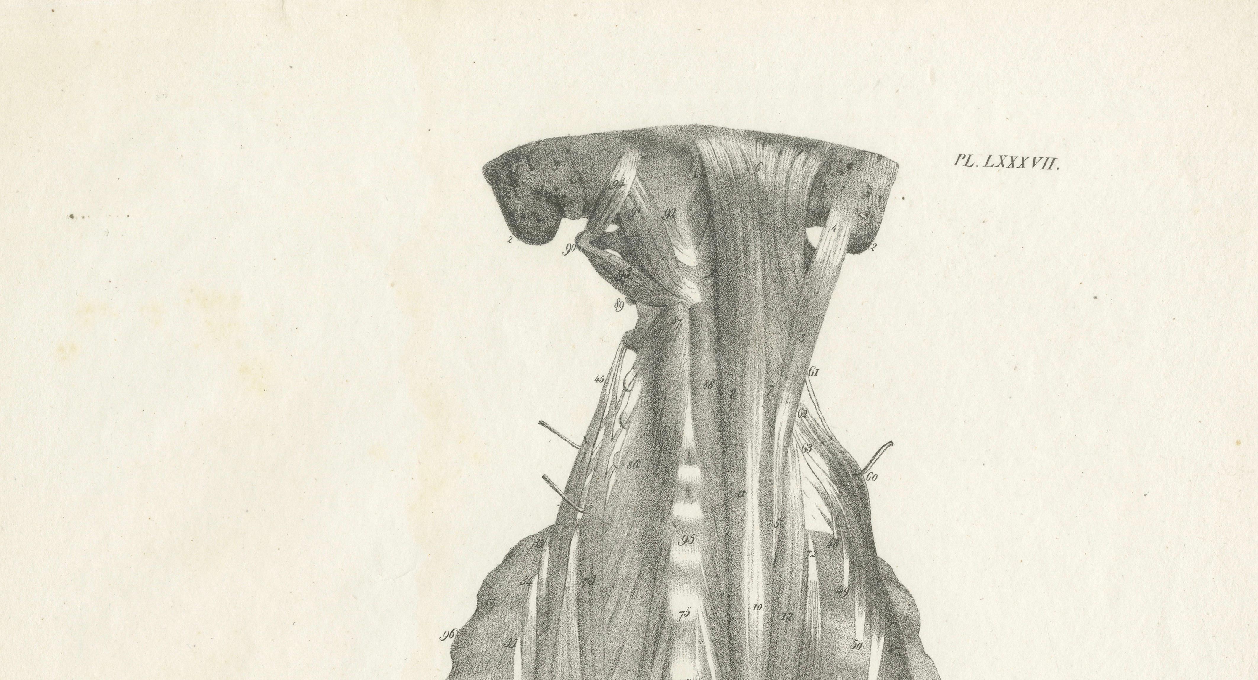 Set of Three Original French Anatomical Lithographs of the Spine and Pelvis 1821