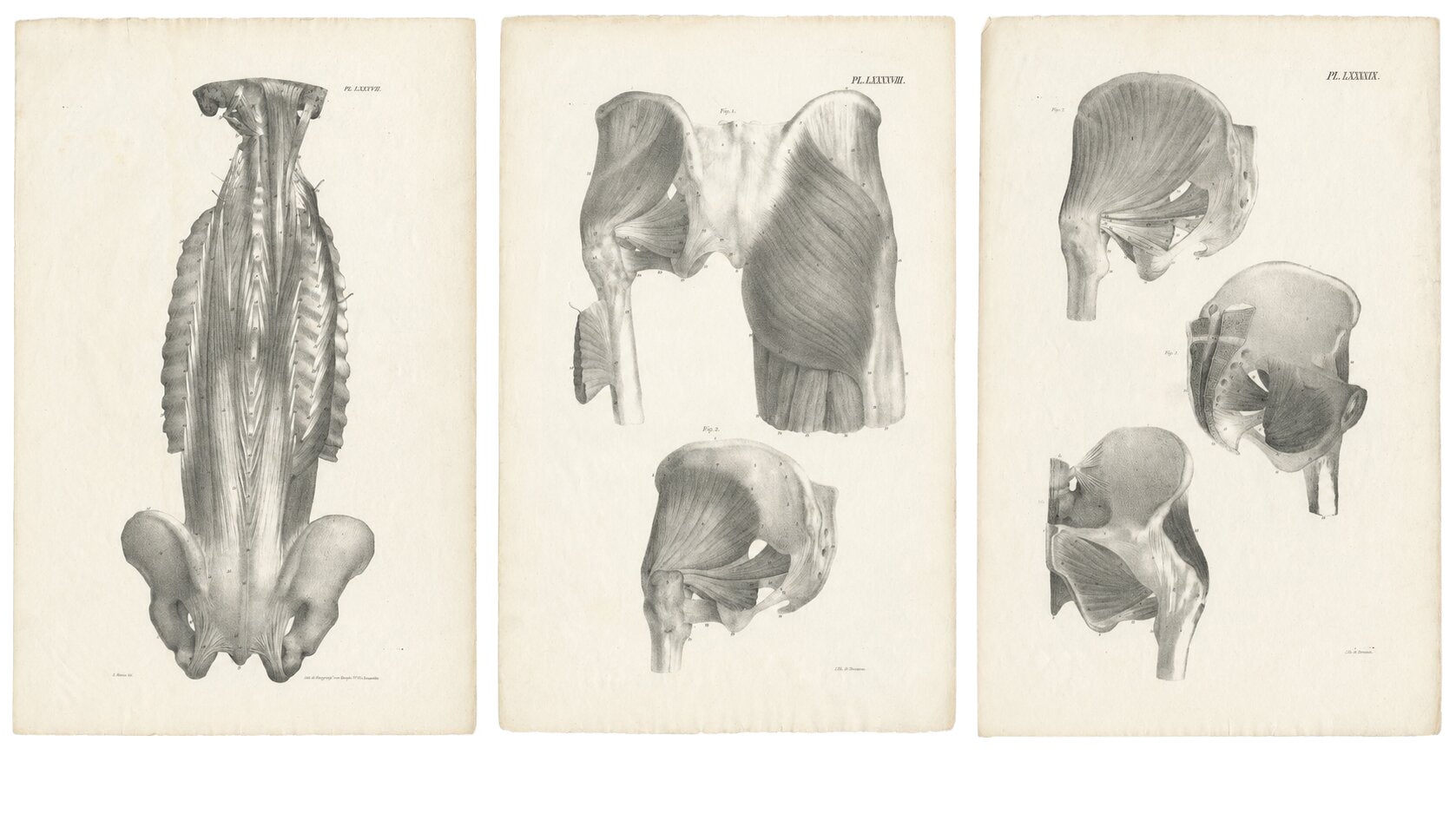 Set of Three Original French Anatomical Lithographs of the Spine and Pelvis 1821