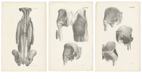 Set of Three Original French Anatomical Lithographs of the Spine and Pelvis 1821