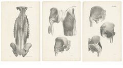 Set of Three Original French Anatomical Lithographs of the Spine and Pelvis 1821