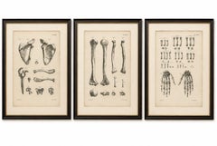 Set of Three Original French Anatomical Osteology Lithographs by Cloquet, 1821