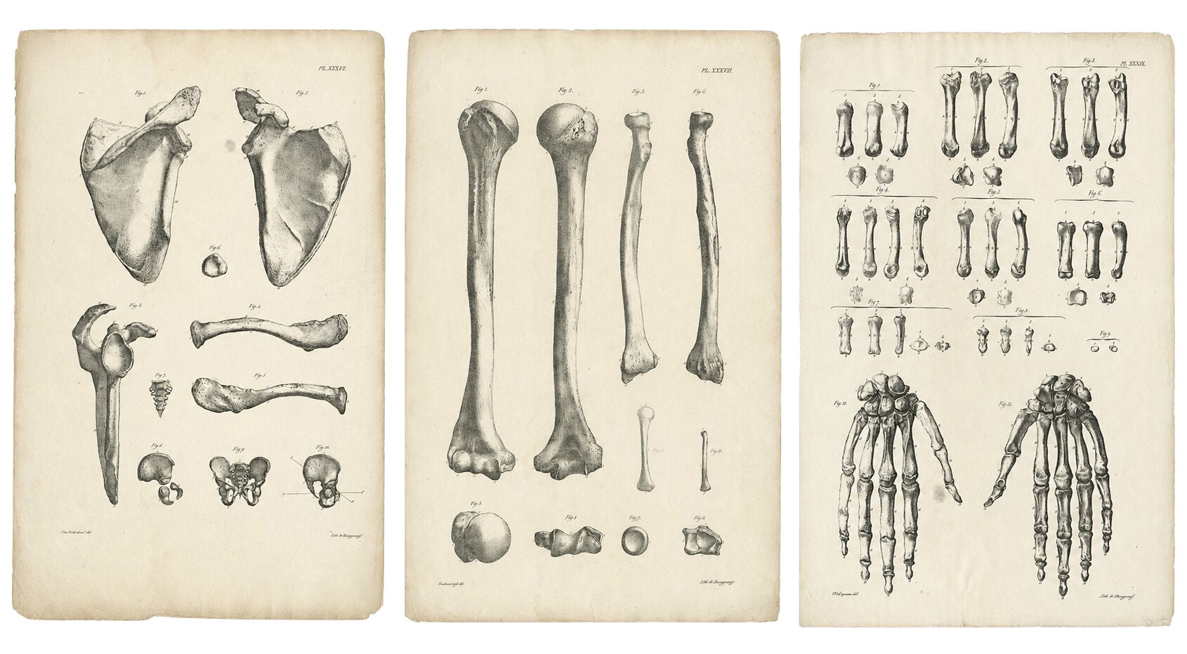 Set of Three Original French Anatomical Osteology Lithographs by Cloquet, 1821