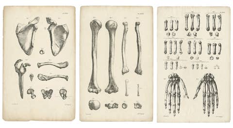 Set of Three Original French Anatomical Osteology Lithographs by Cloquet, 1821
