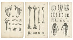 Set of Three Original French Anatomical Osteology Lithographs by Cloquet, 1821