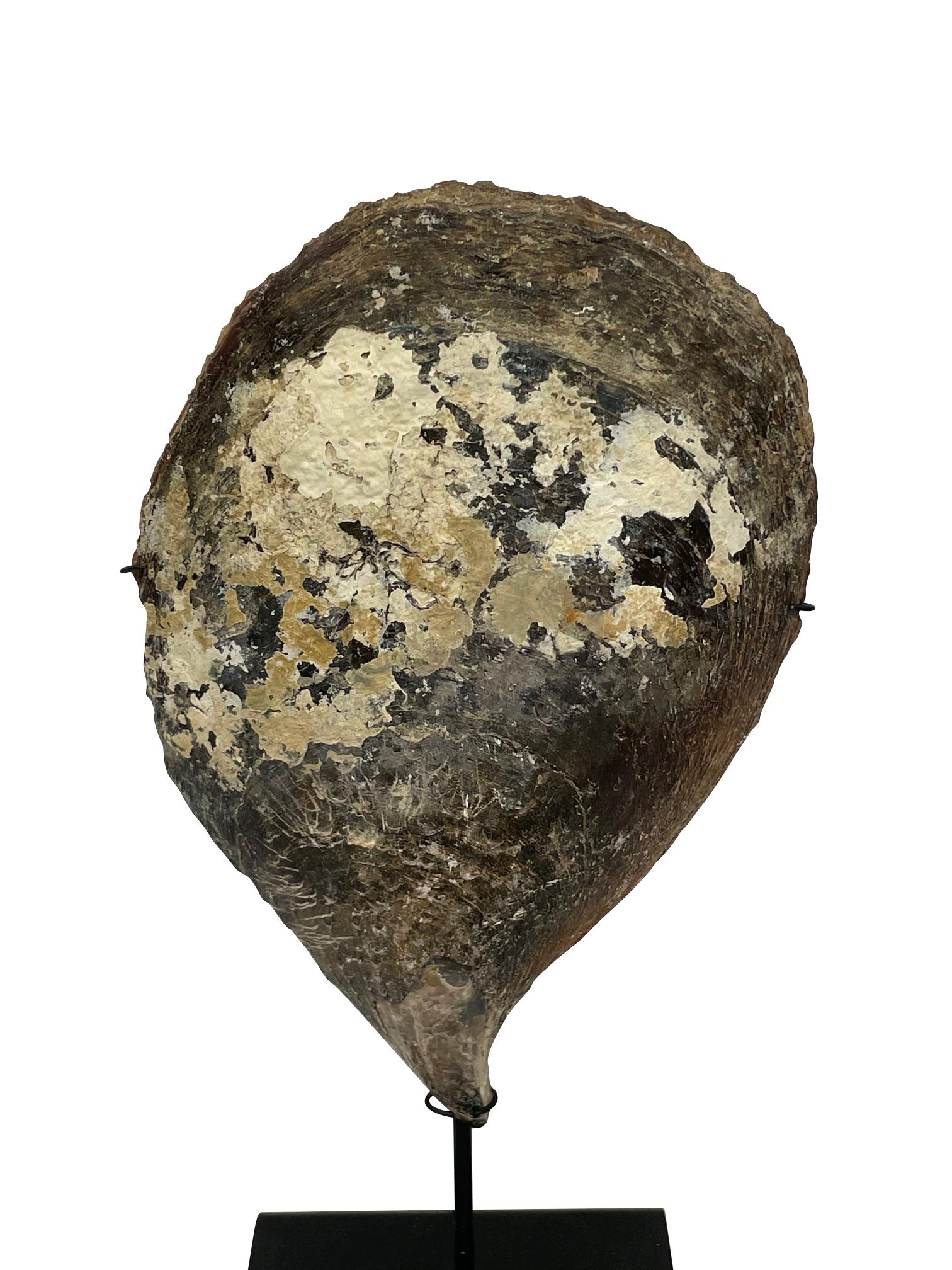 Contemporary Indonesian set of three oyster shells on stands.
Beautiful natural patina.
One measures  7