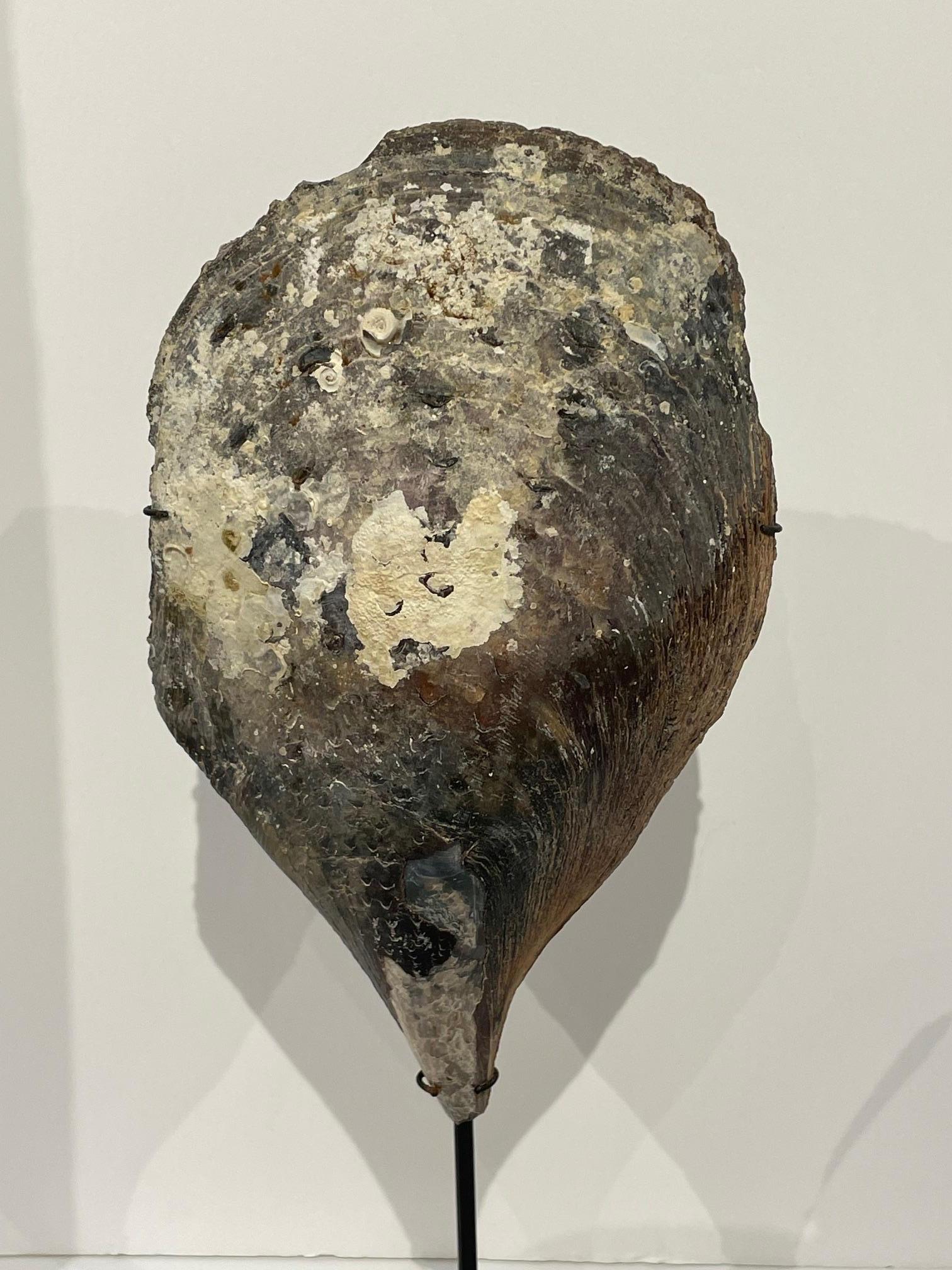 Indonesian Set of Three Oyster Shells on Stands, Indonesia, Contemporary For Sale