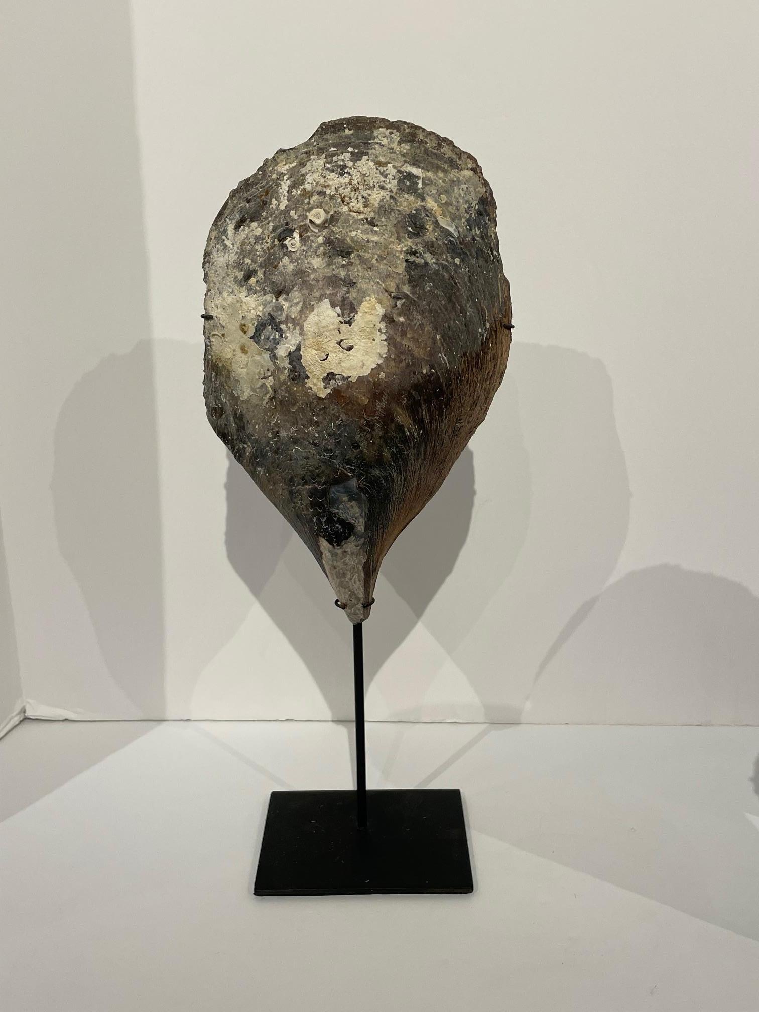 Set of Three Oyster Shells on Stands, Indonesia, Contemporary In New Condition For Sale In New York, NY