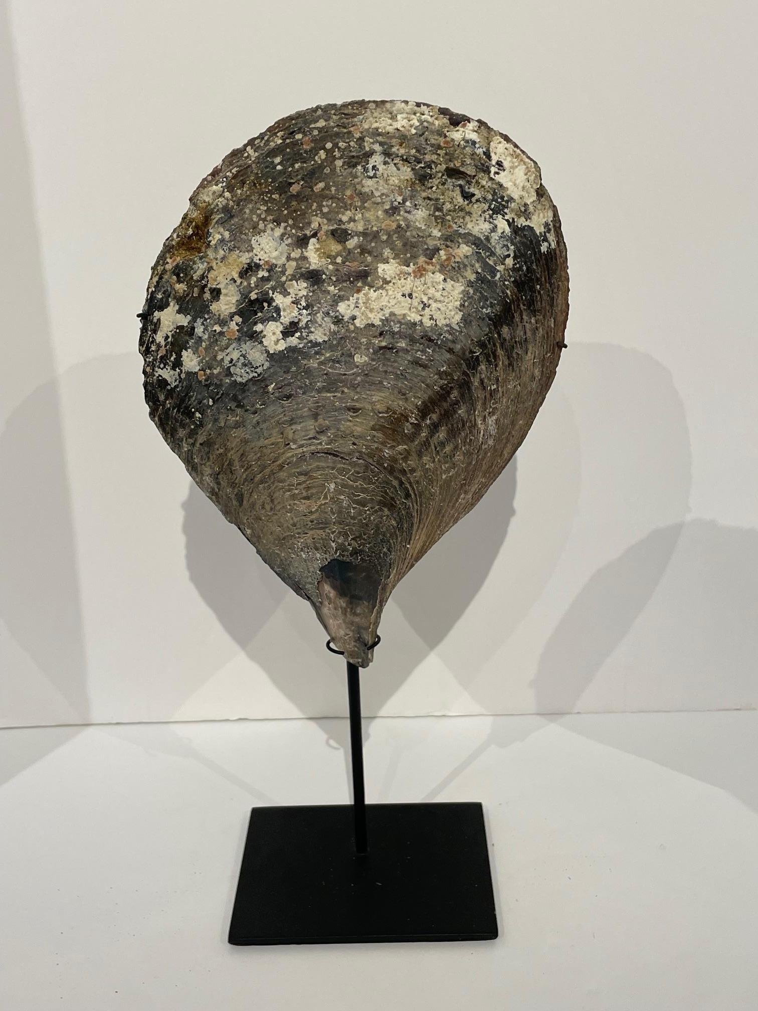 Set of Three Oyster Shells on Stands, Indonesia, Contemporary For Sale 1