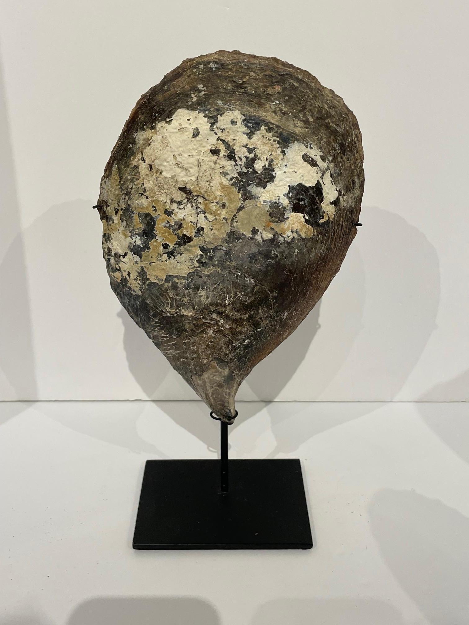 Set of Three Oyster Shells on Stands, Indonesia, Contemporary For Sale 2