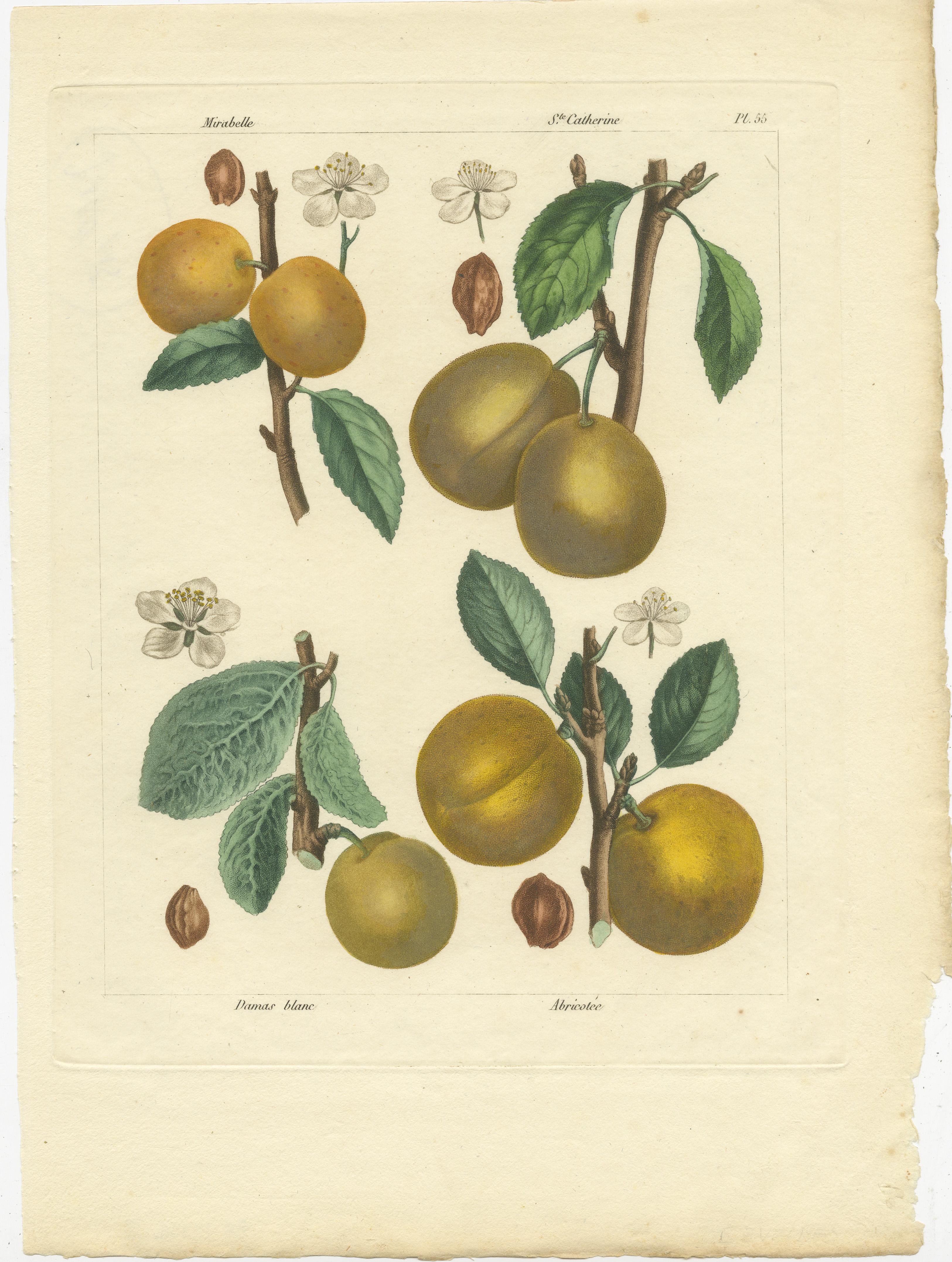 Set of three antique engravings titled 'Néflier des bois - Azerolier d'Italie - Aveline d'Espagne - Noisette Franche - Mirabelle - St. Catherine - Damas Blanc - Abricotée'. It shows Grapes, Plums, Abricots, Loquat, Azarolus and Hazelnut. These
