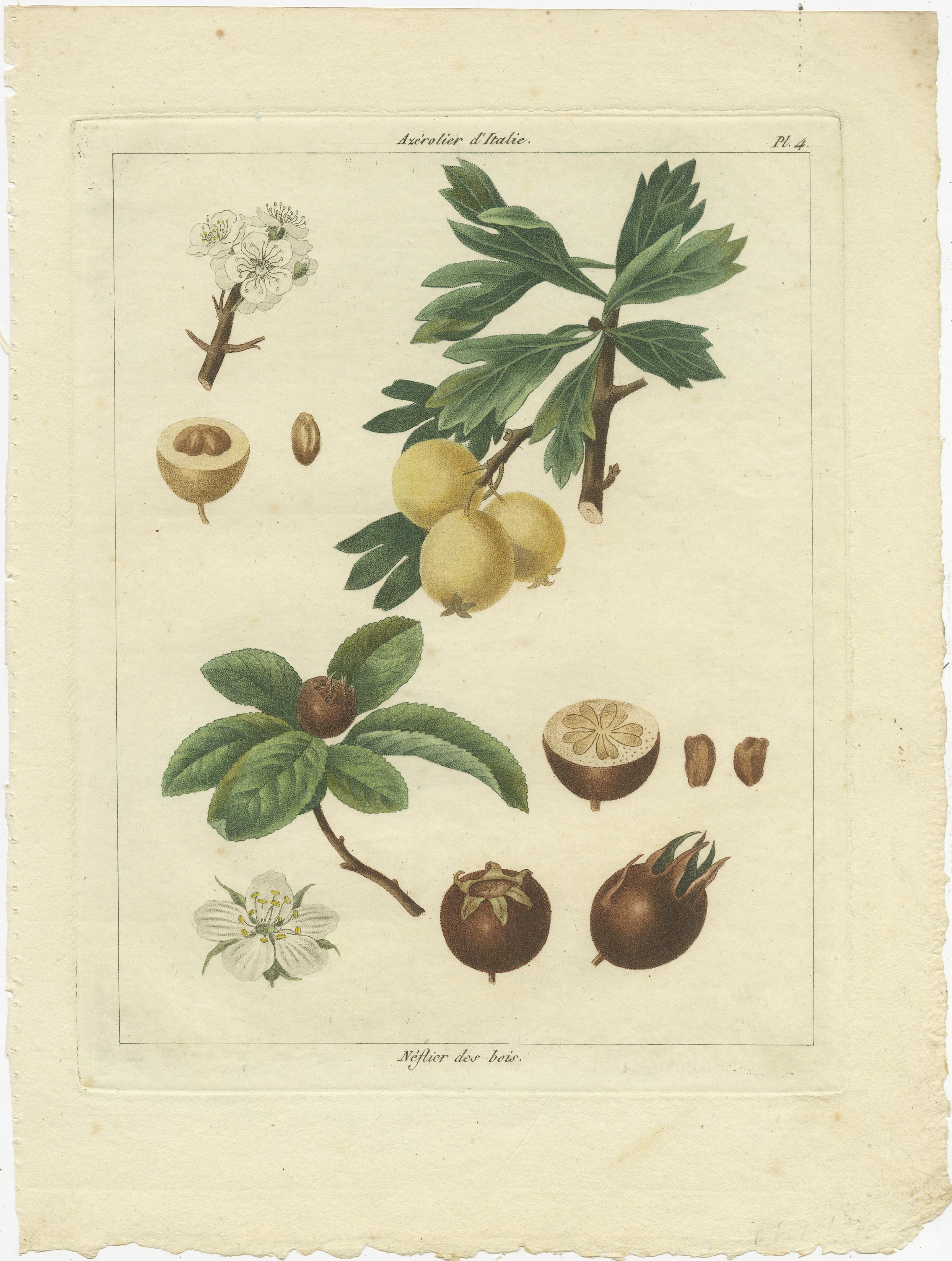 Set of three Prints of Grapes, Plums, Abricots, Loquat, Azarolus and Hazelnut In Good Condition For Sale In Langweer, NL