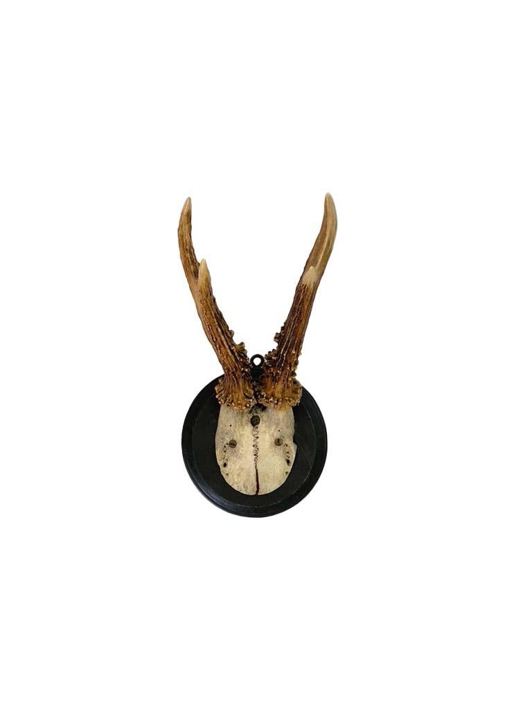 Set of three Black Forest roe deer antler mounts with round backplates. 
I have another set of three listed. I can also split up the sets as needed.