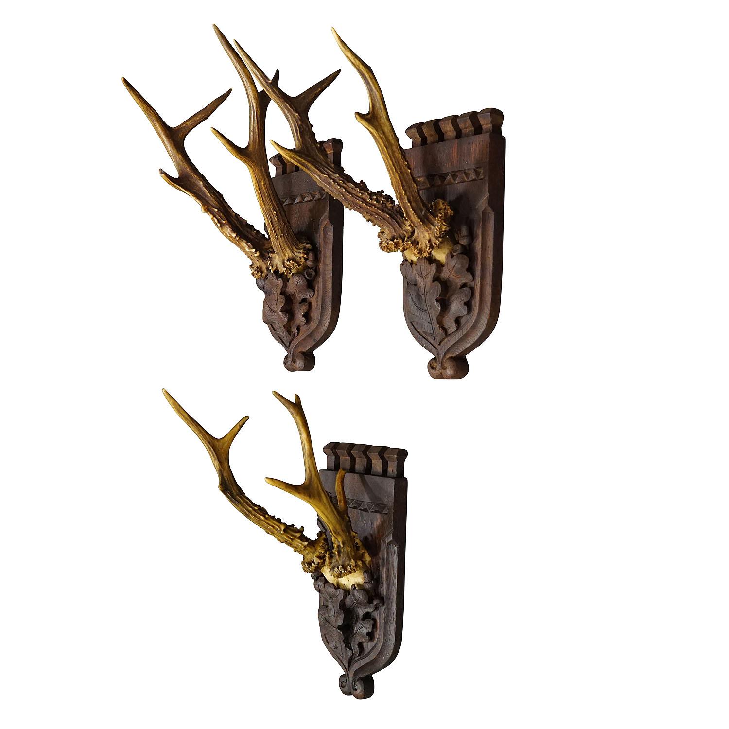 Set of Three Roe Deer Trophies on Carved Oak Wood Plaques

A set of three large Black Forest roe deer (Capreolus capreolus) trophies mounted on carved oak plaques. The trophies were shot in Germany around 1900. The plaques are carved in neo-Gothical