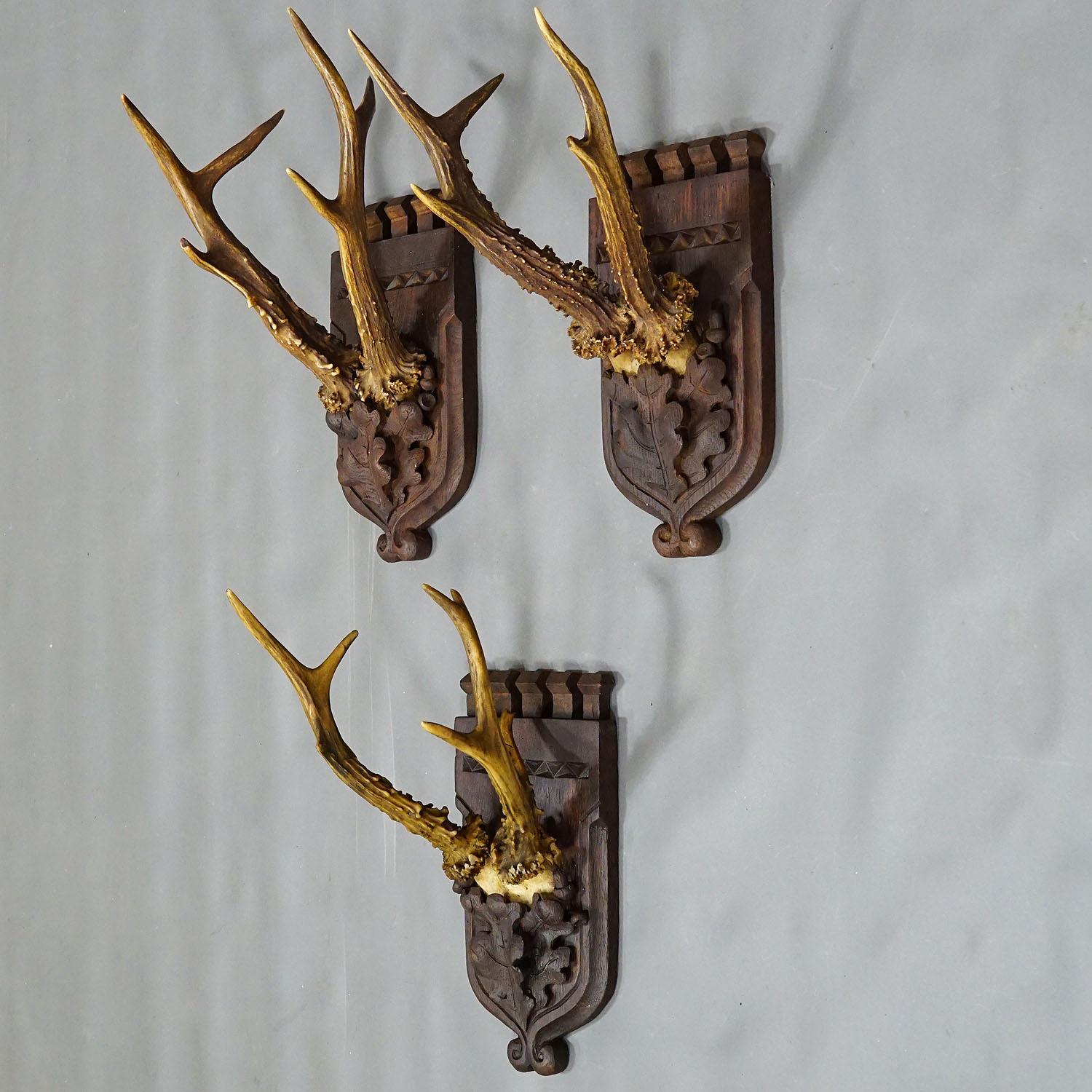 Rustic Set of Three Roe Deer Trophies on Carved Oak Wood Plaques