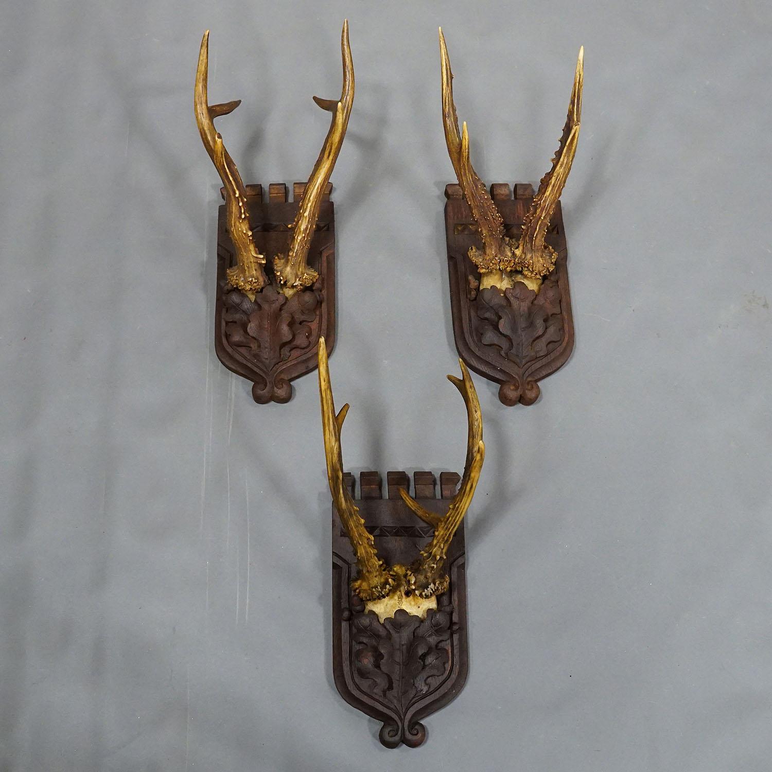 German Set of Three Roe Deer Trophies on Carved Oak Wood Plaques