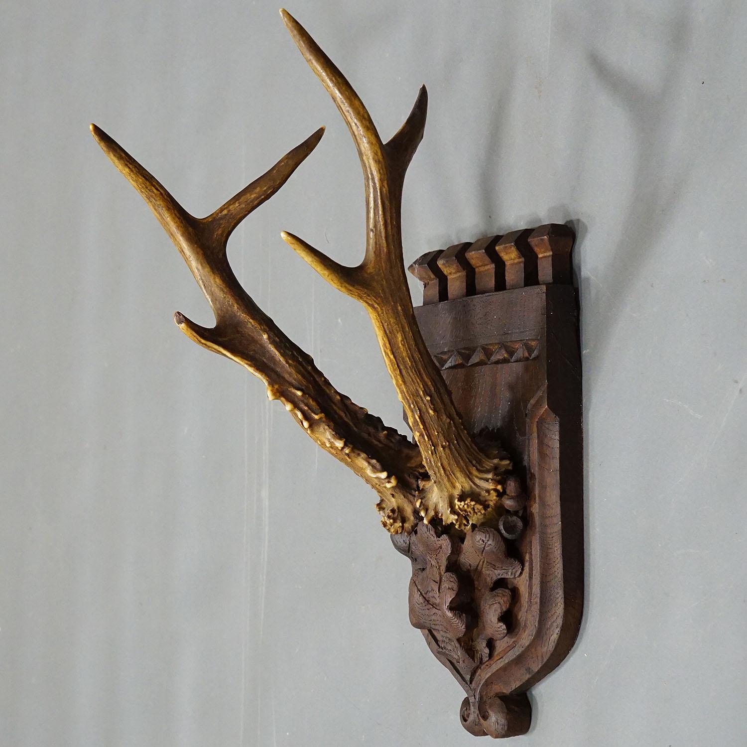 Set of Three Roe Deer Trophies on Carved Oak Wood Plaques In Good Condition In Berghuelen, DE