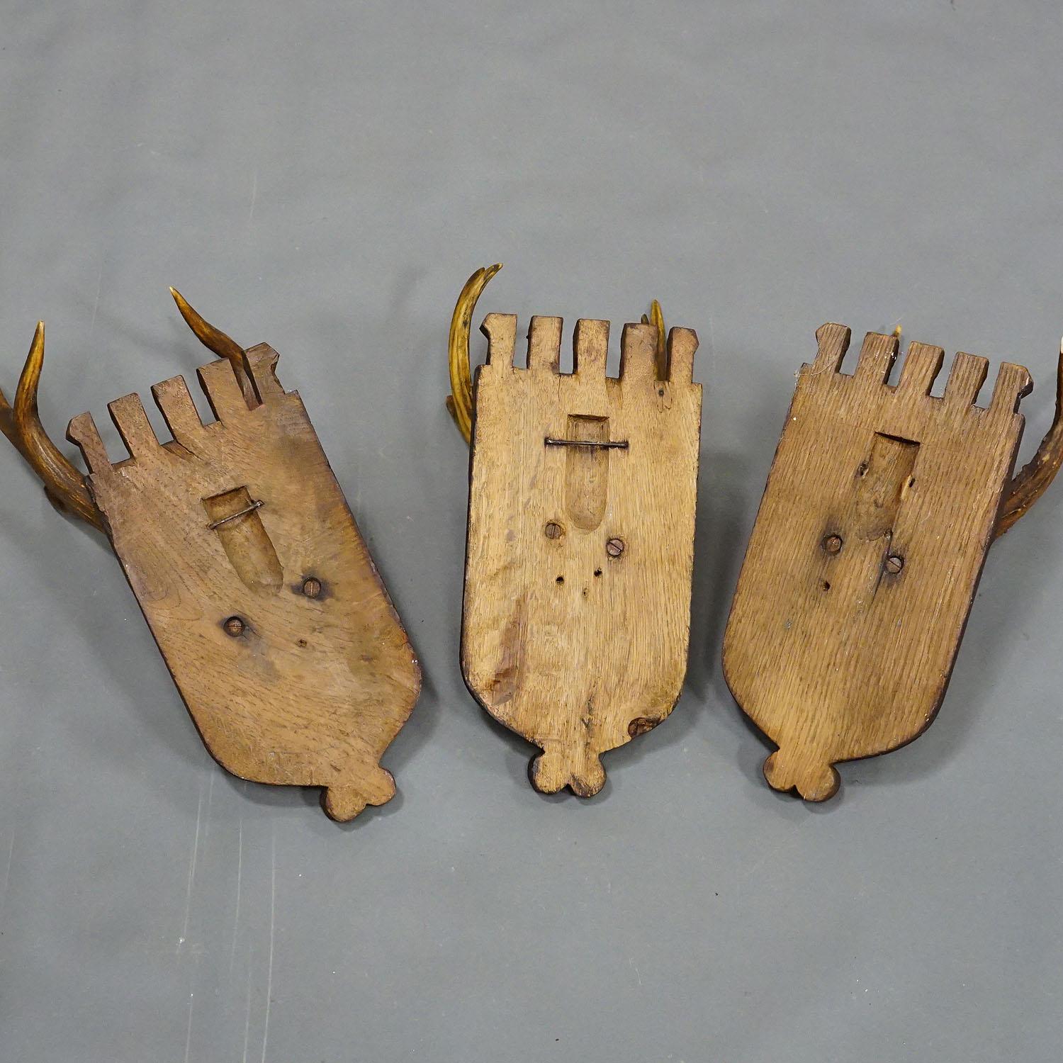 Horn Set of Three Roe Deer Trophies on Carved Oak Wood Plaques