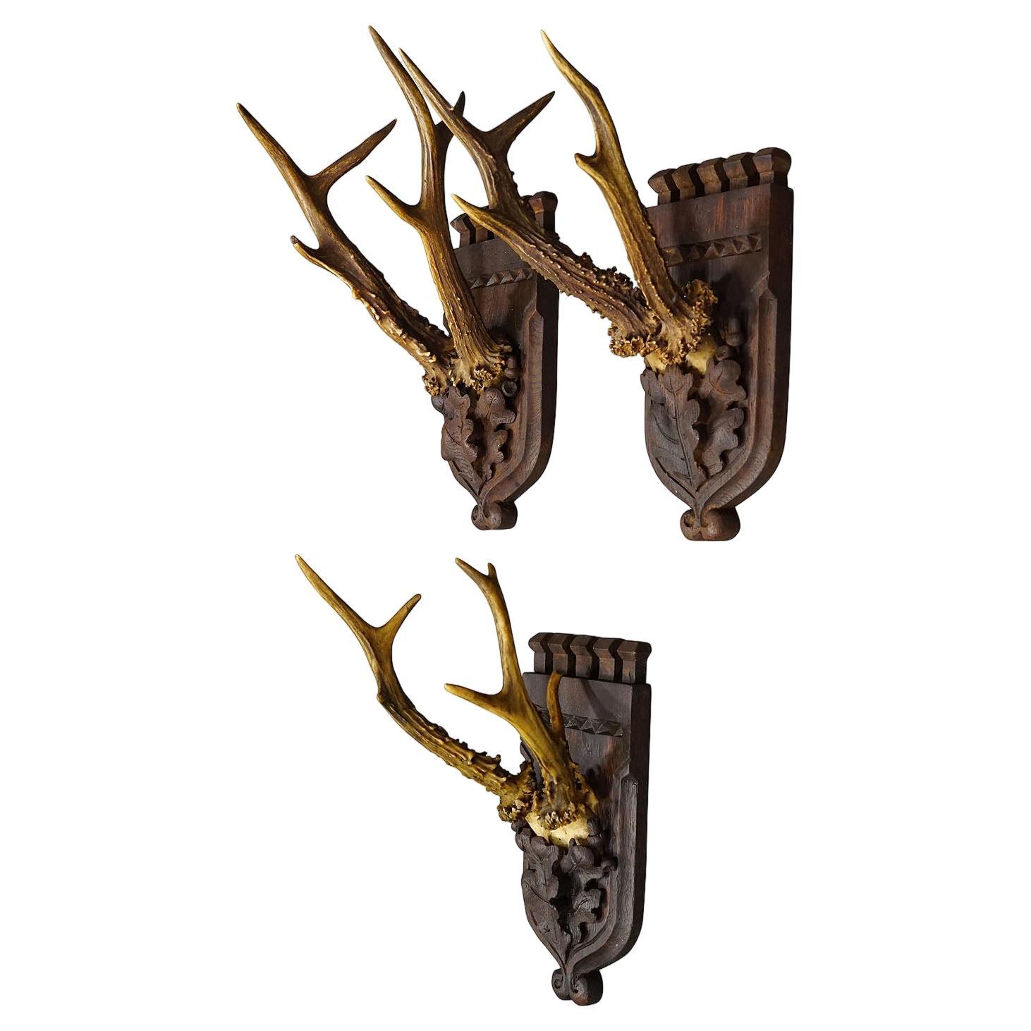 Set of Three Roe Deer Trophies on Carved Oak Wood Plaques