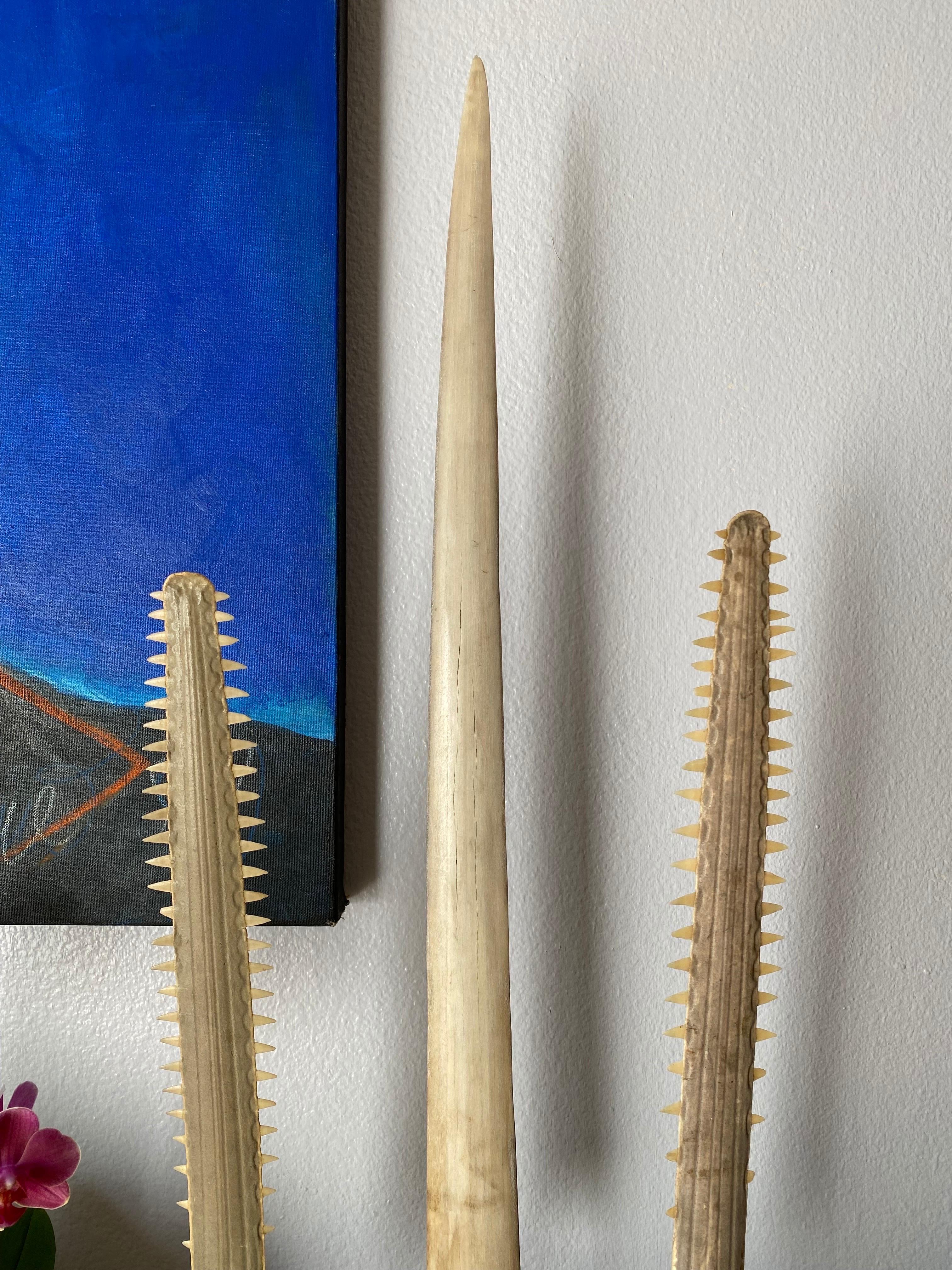 sawfish rostrum