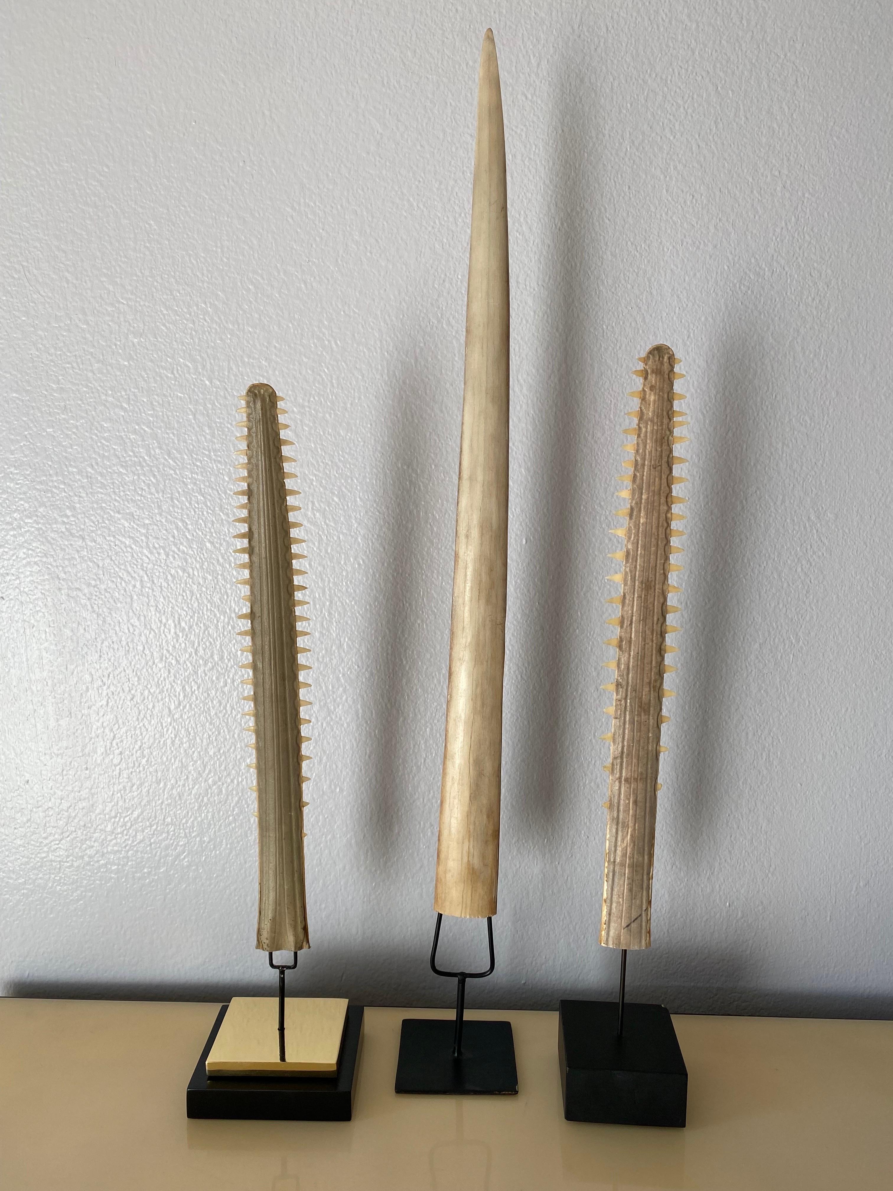 Hollywood Regency Set of Three Sawfish and Swordfish Rustrums For Sale