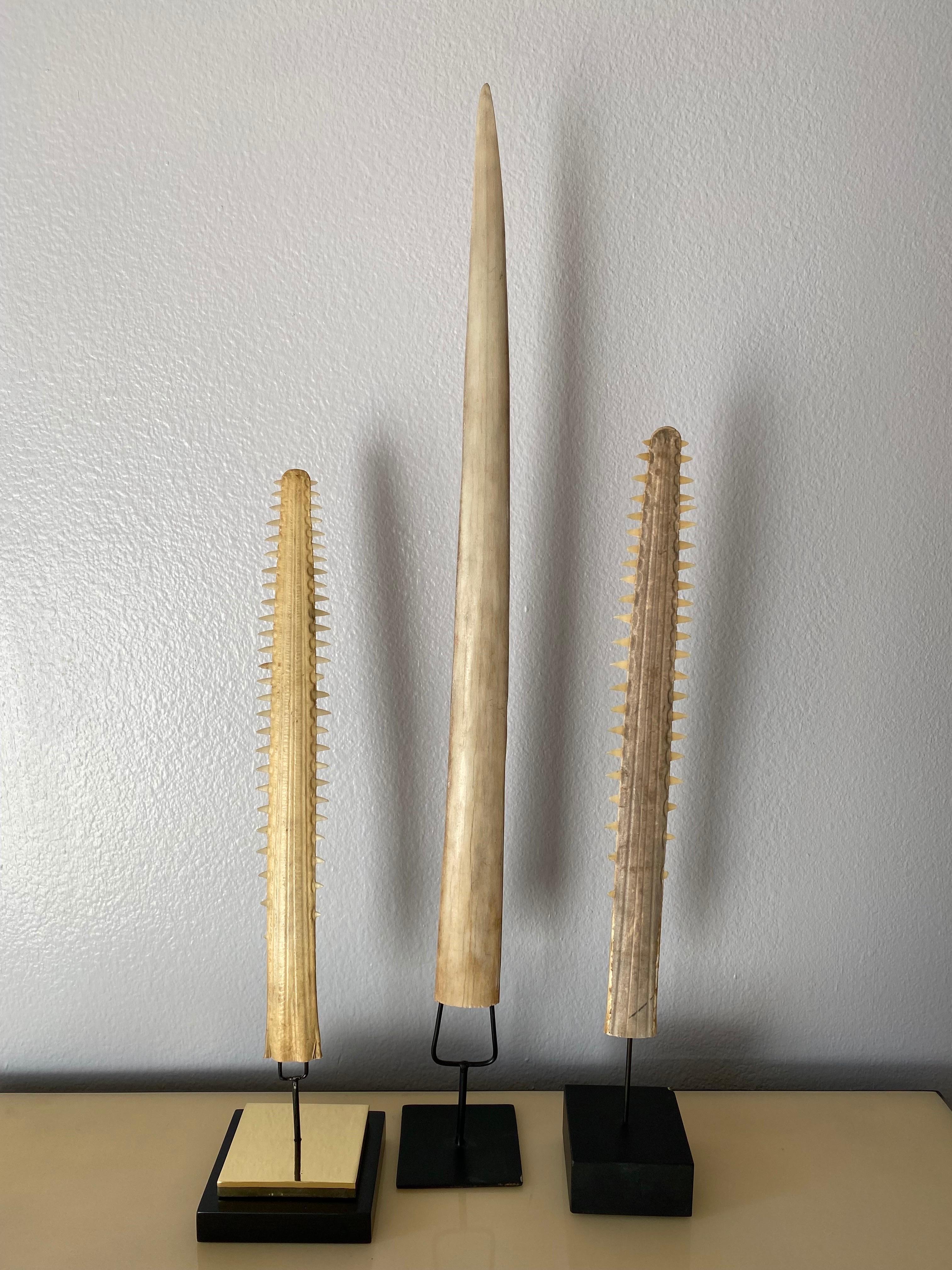 Early 20th Century Set of Three Sawfish and Swordfish Rustrums For Sale