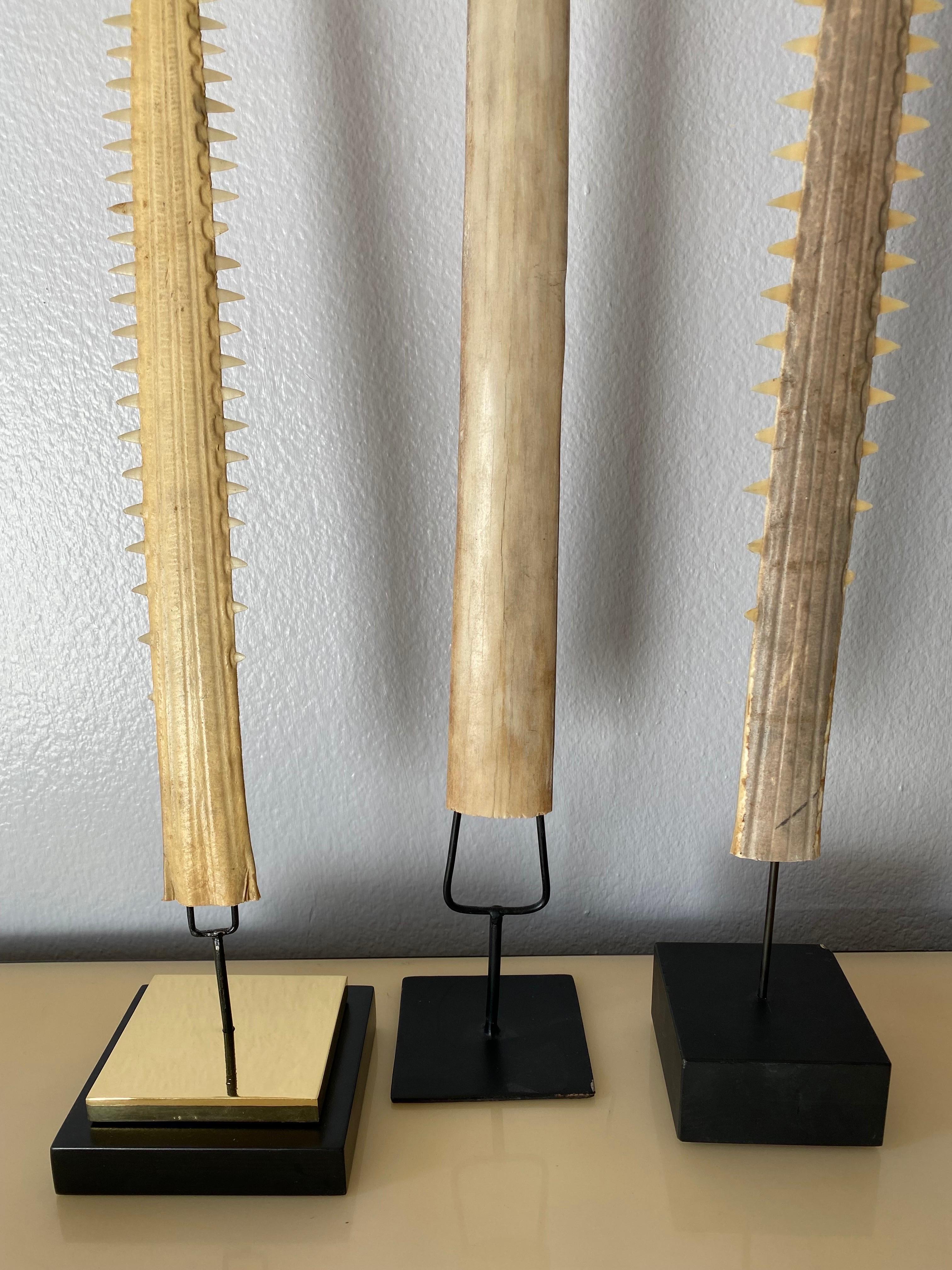 Set of Three Sawfish and Swordfish Rustrums For Sale 1