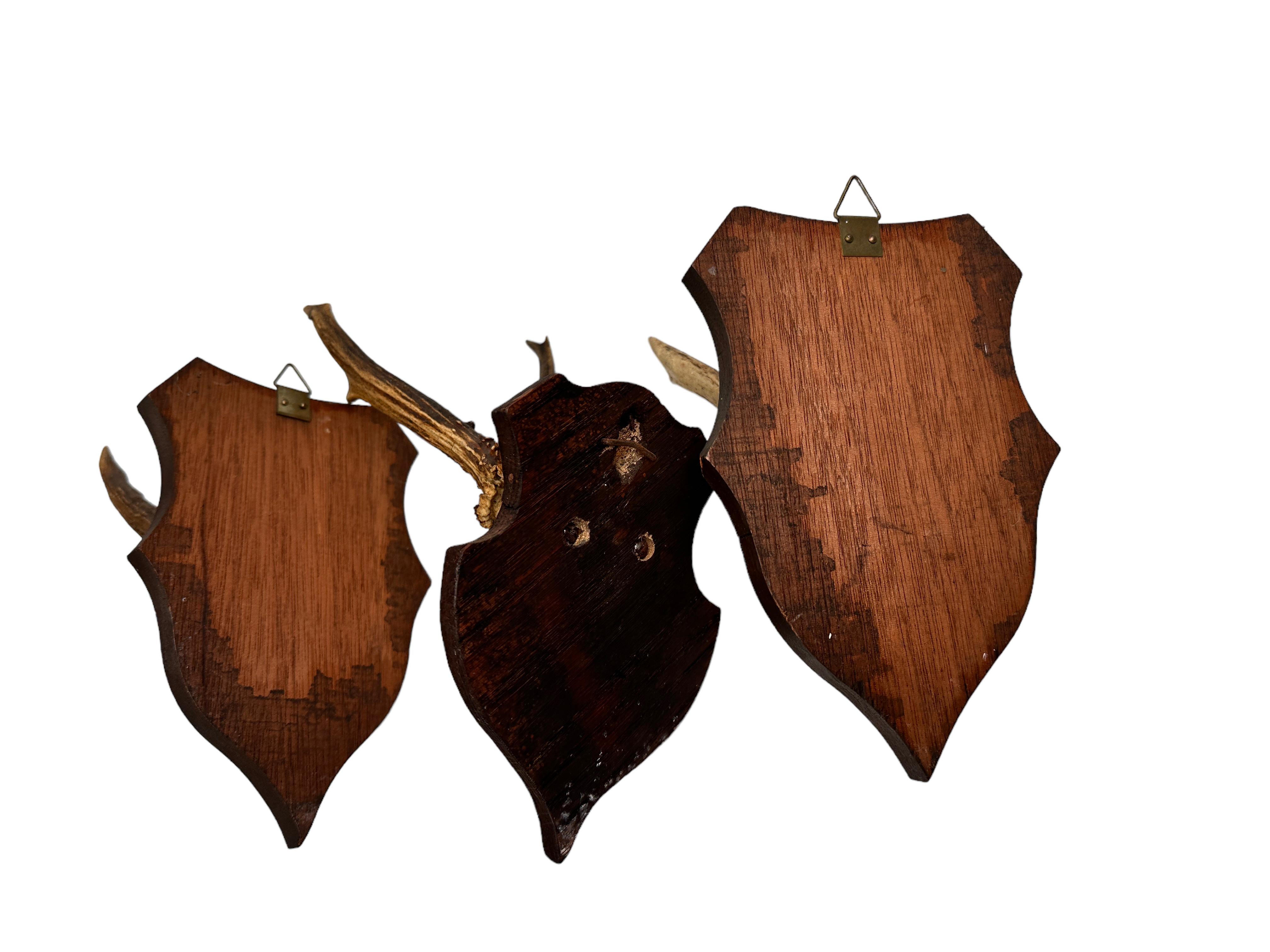 Set of Three Vintage Black Forest Deer Antler Trophy on Wood Carved Plaque 1910s For Sale 5