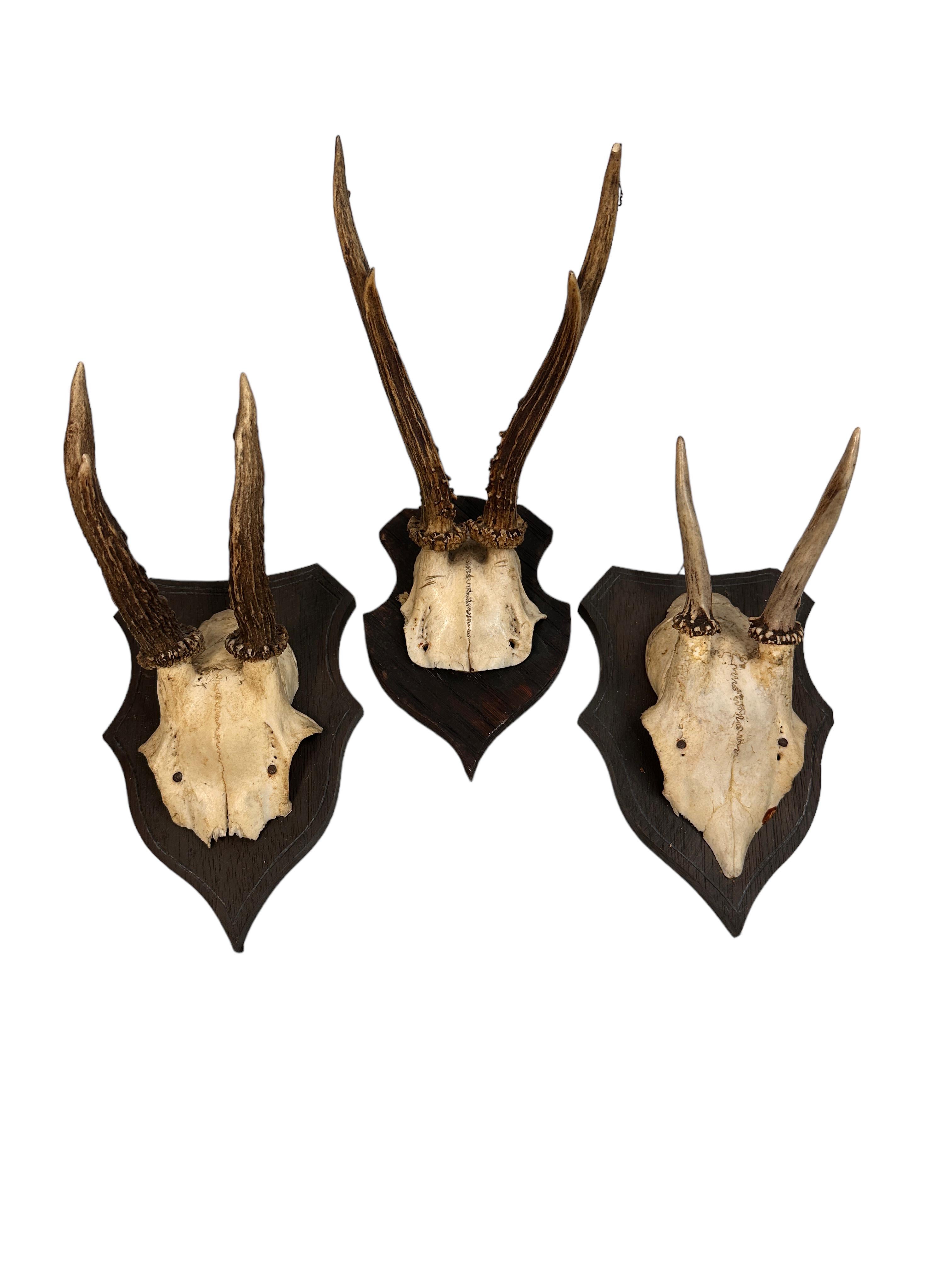 A beautiful set of three Black Forest roe deer antler trophy on hand carved, Black Forest wooden plaque. A nice addition to your hunters loge, Cabin or just to display it in your house. Found at an estate sale in Vienna, Austria.
The sizes given in