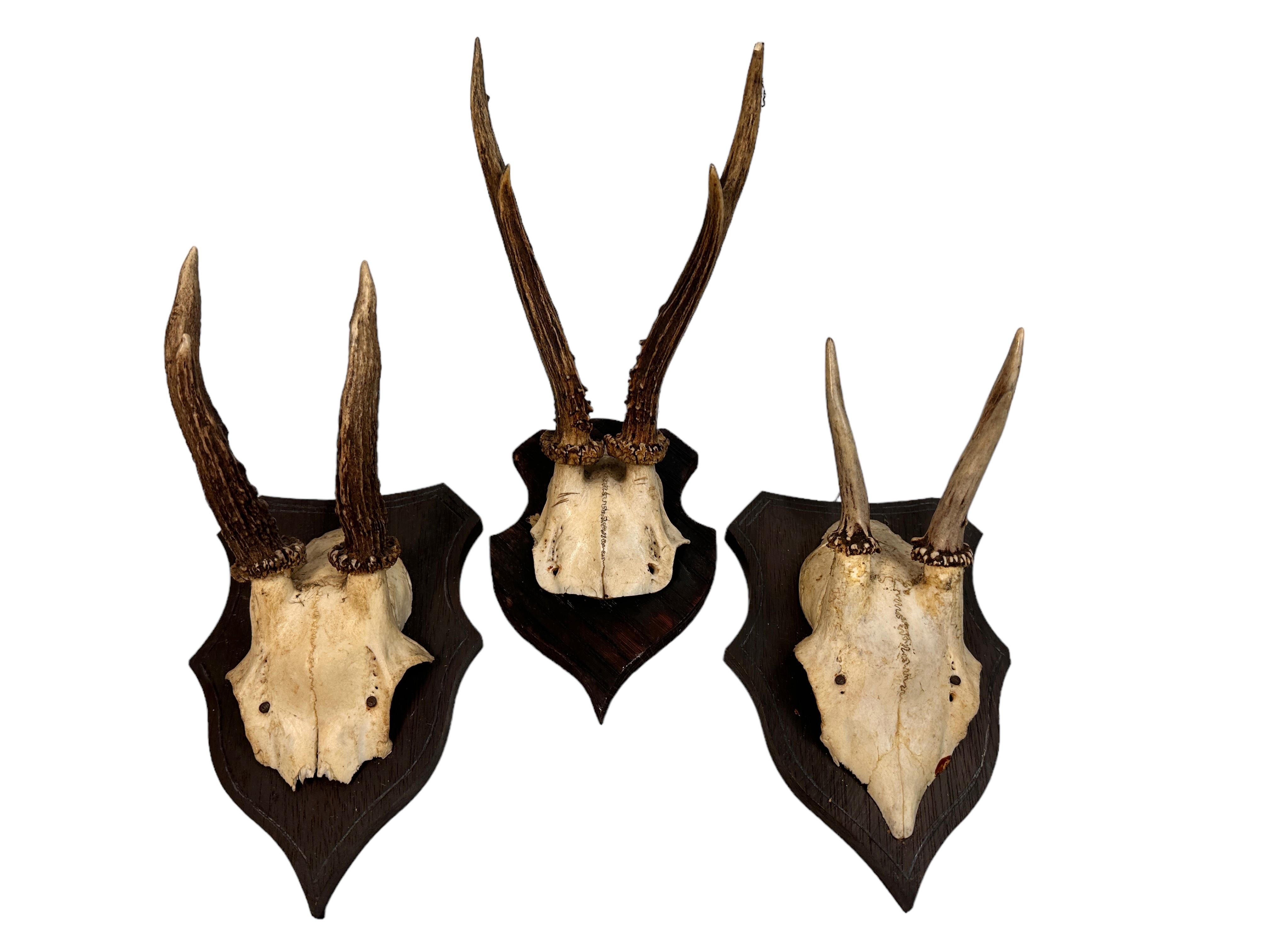 Austrian Set of Three Vintage Black Forest Deer Antler Trophy on Wood Carved Plaque 1910s For Sale