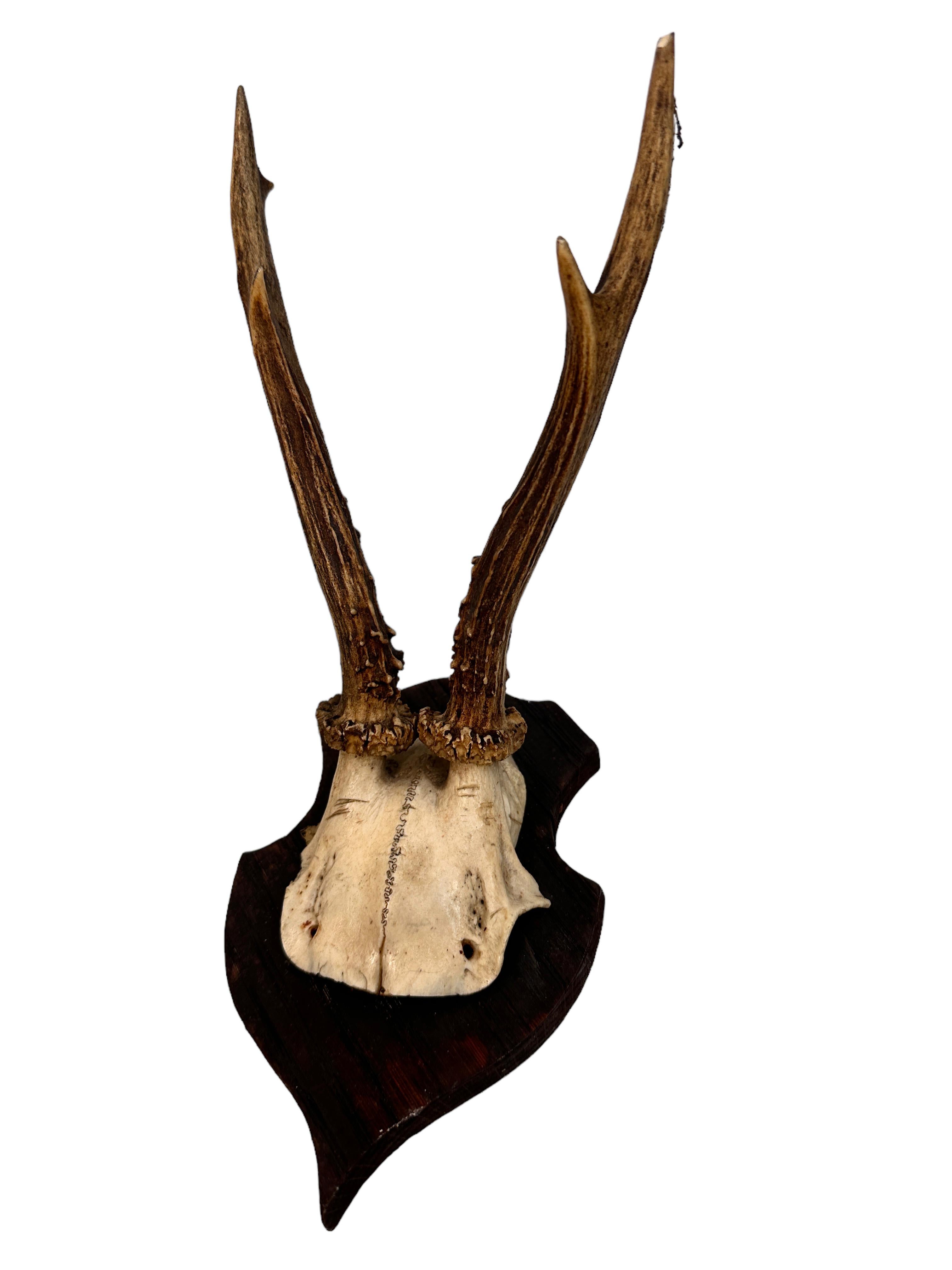20th Century Set of Three Vintage Black Forest Deer Antler Trophy on Wood Carved Plaque 1910s For Sale