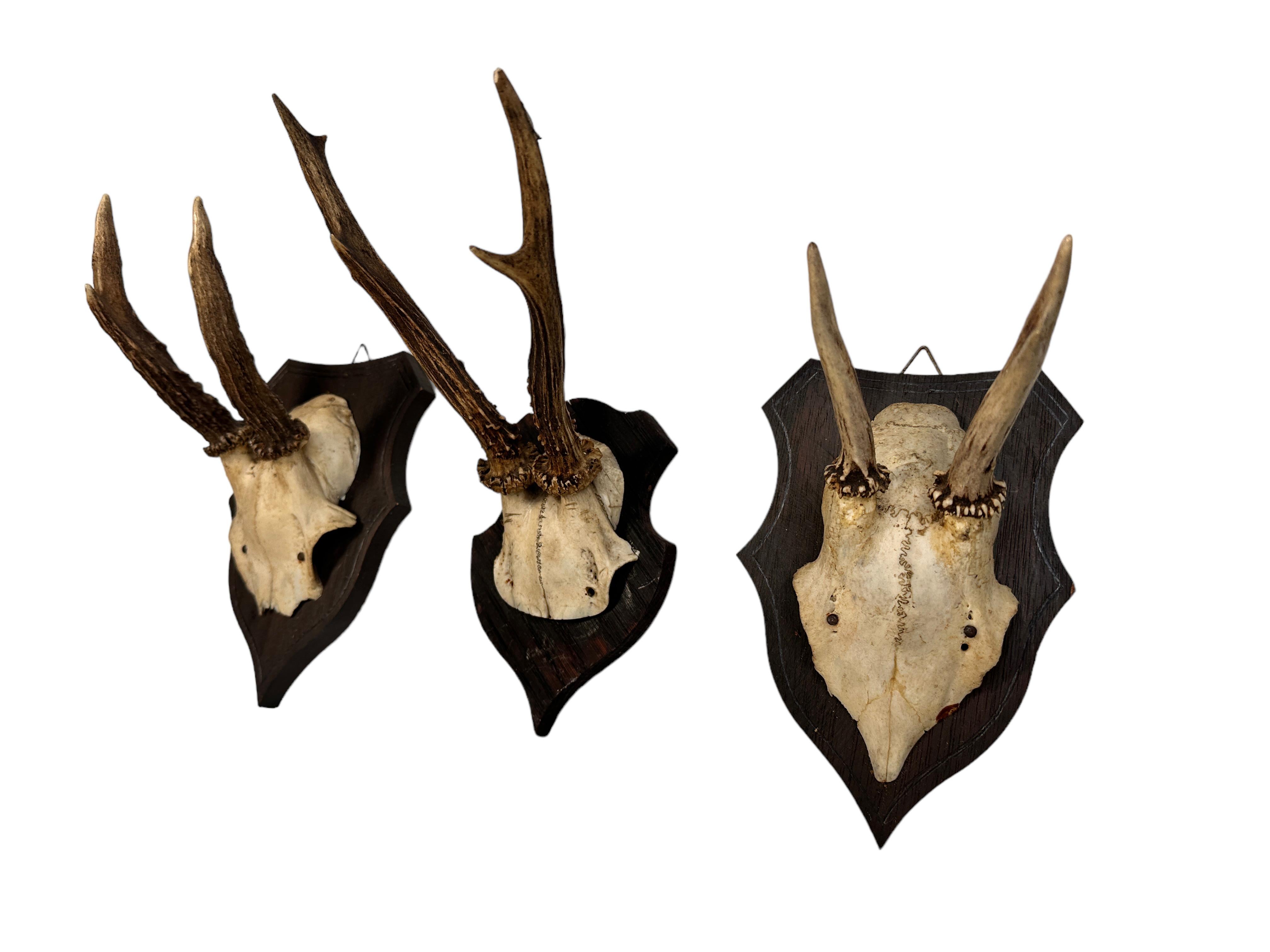 Set of Three Vintage Black Forest Deer Antler Trophy on Wood Carved Plaque 1910s For Sale 2