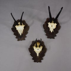 Set di tre trofei di camoscio d'epoca su placche intagliate, Germania